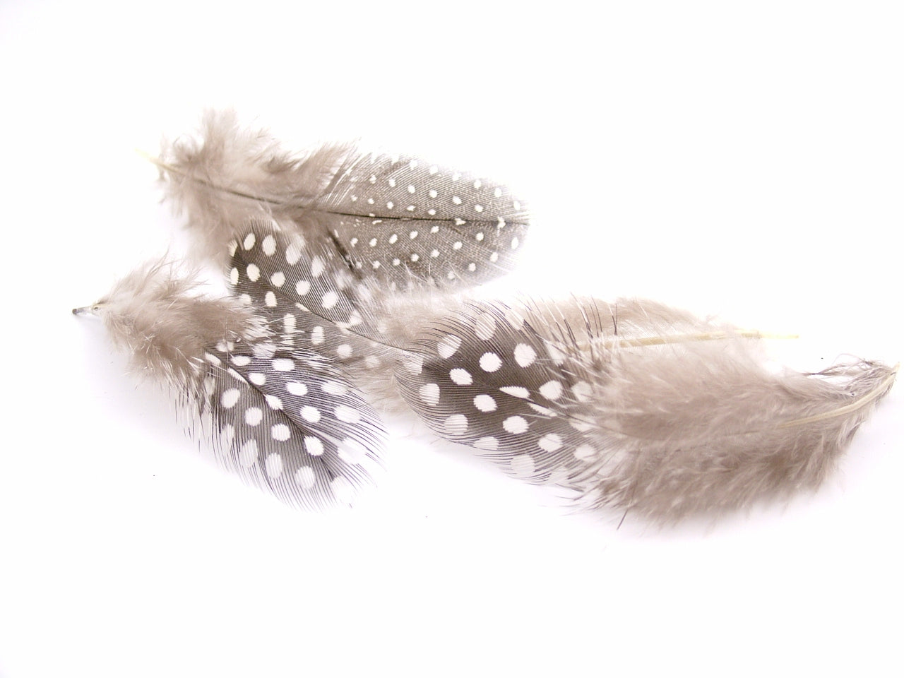 Guinea Fowl Plumage Feathers Bulk