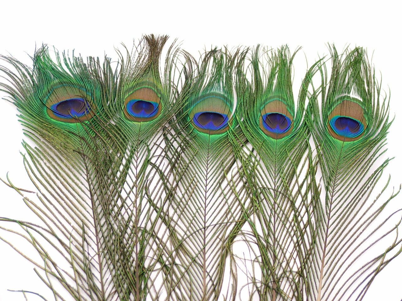 Peacock Tail Feather
