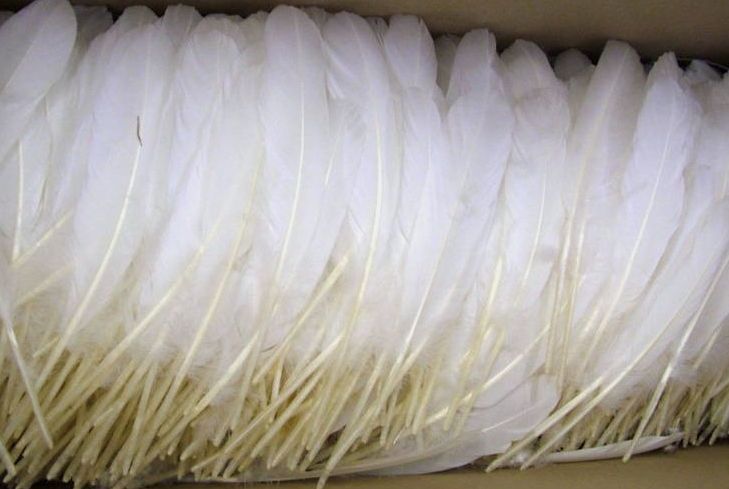 Goose Rounds bulk 1