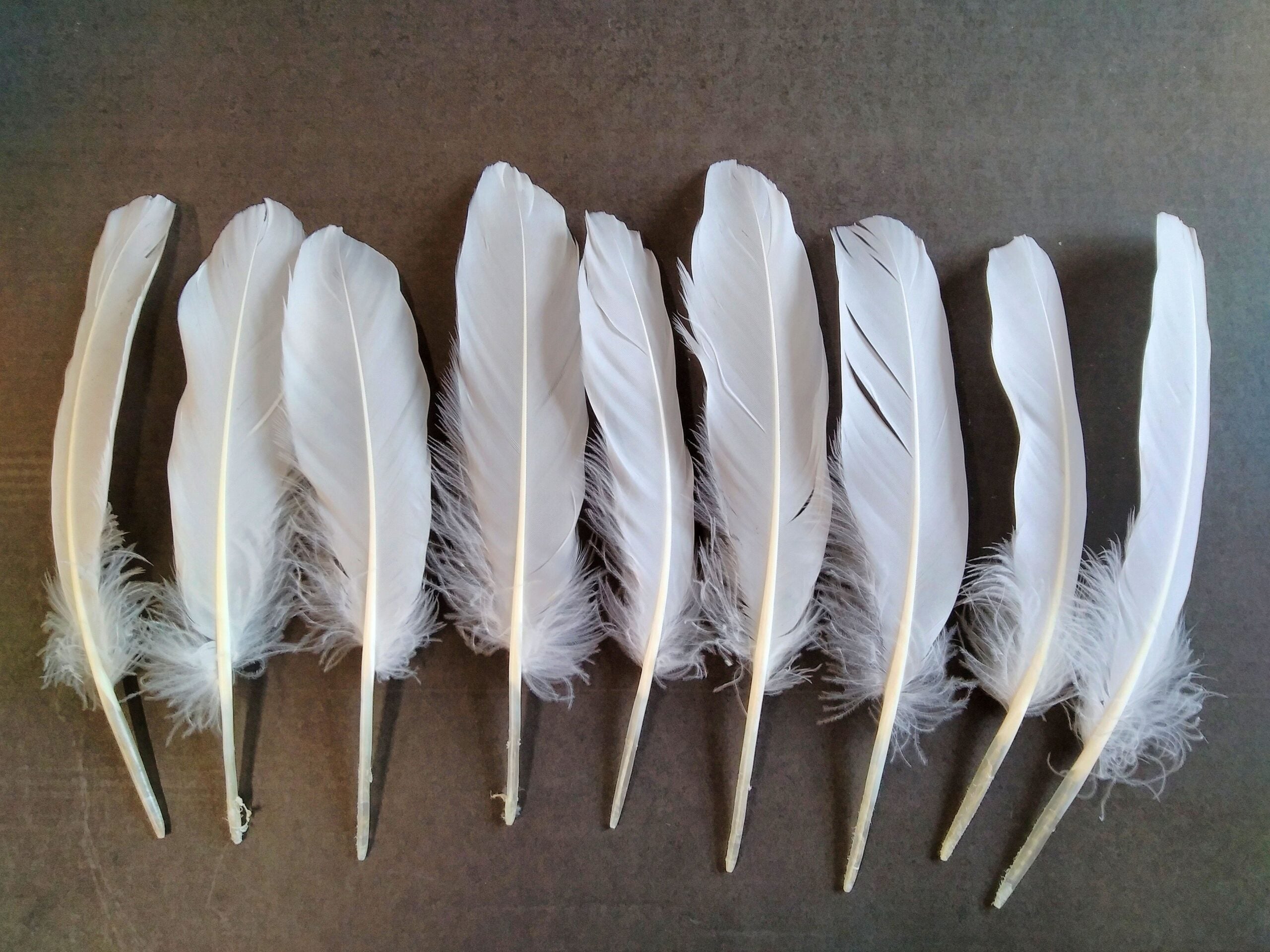 Goose Rounds 15-20cm 3