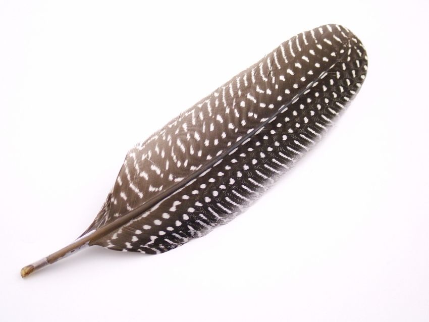 GNQU – Guinea Fowl Quill