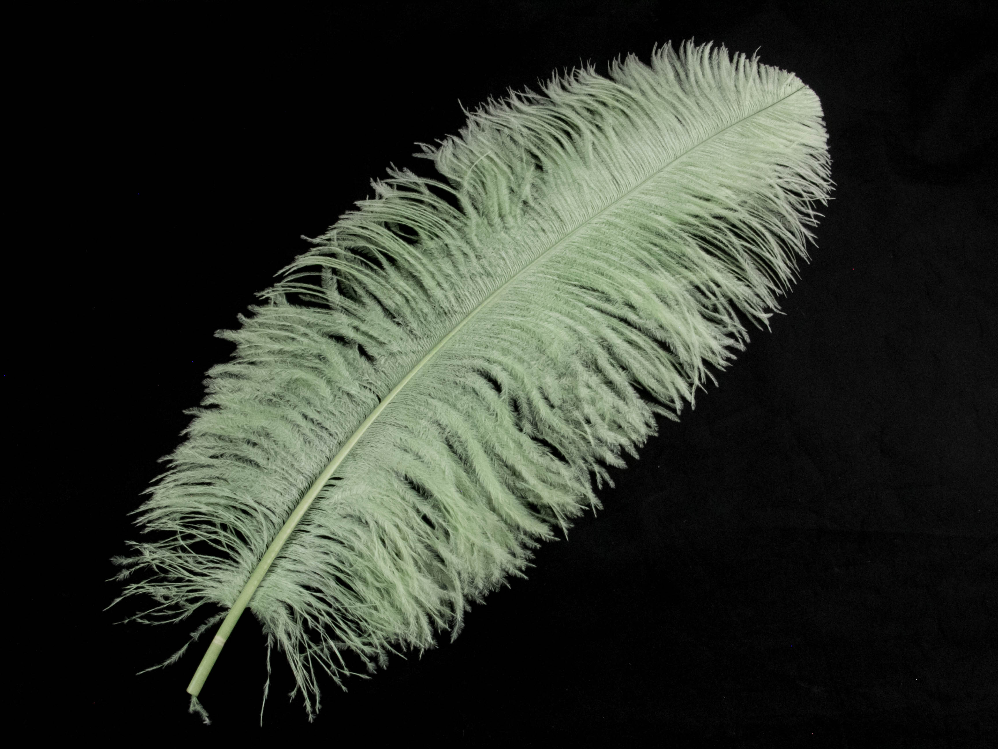 Ostrich Feather Pen