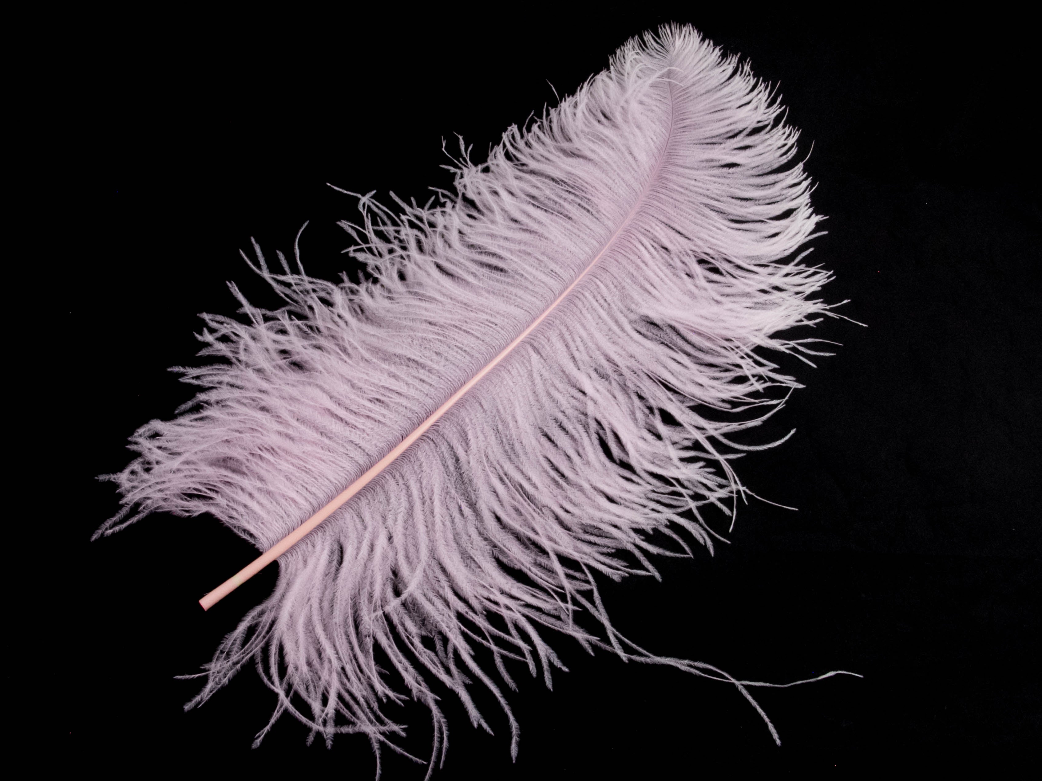 Ostrich Prime Wing Feather (50-65cm)