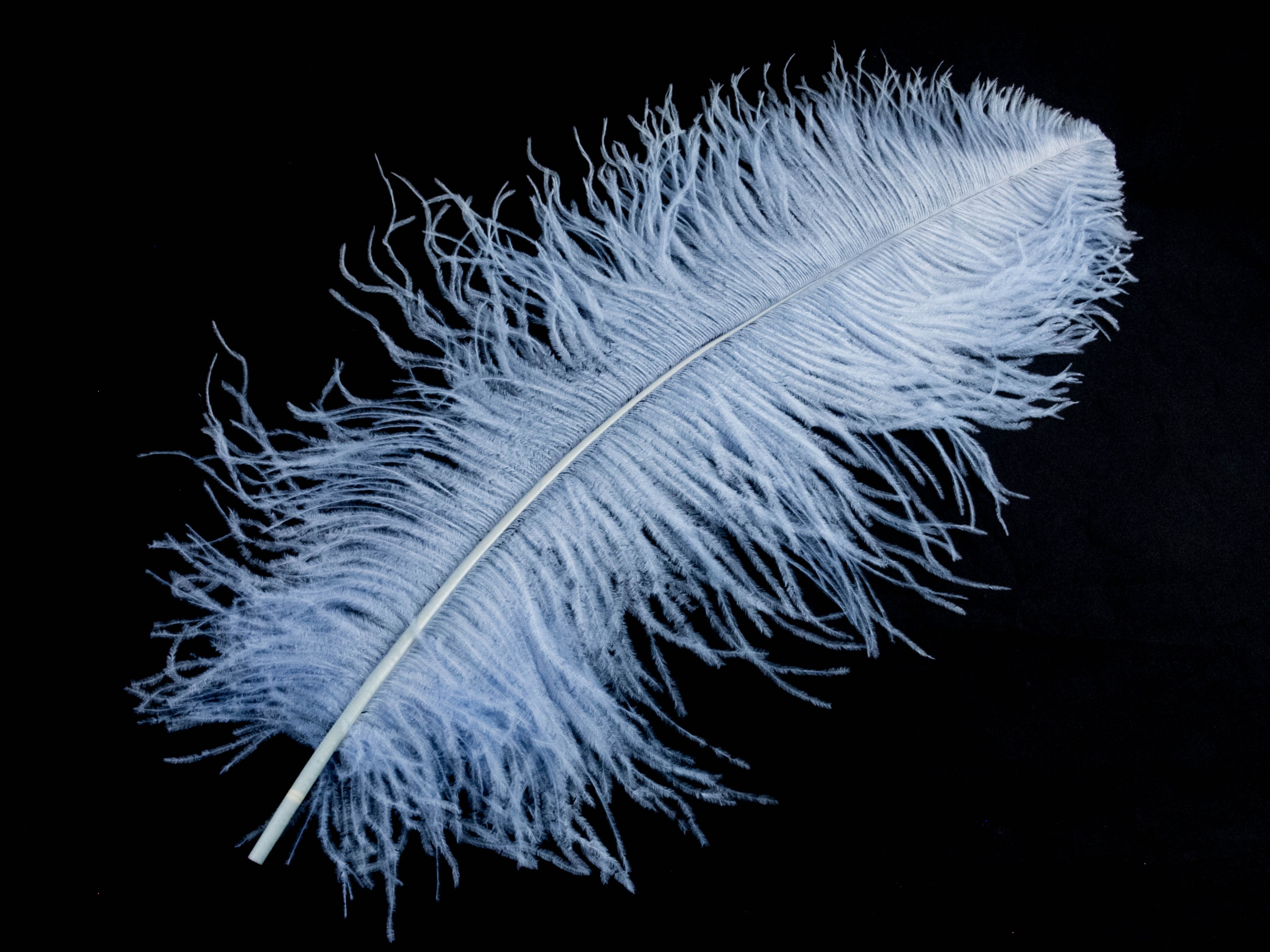 Ostrich Prime Wing Feather (50-65cm)