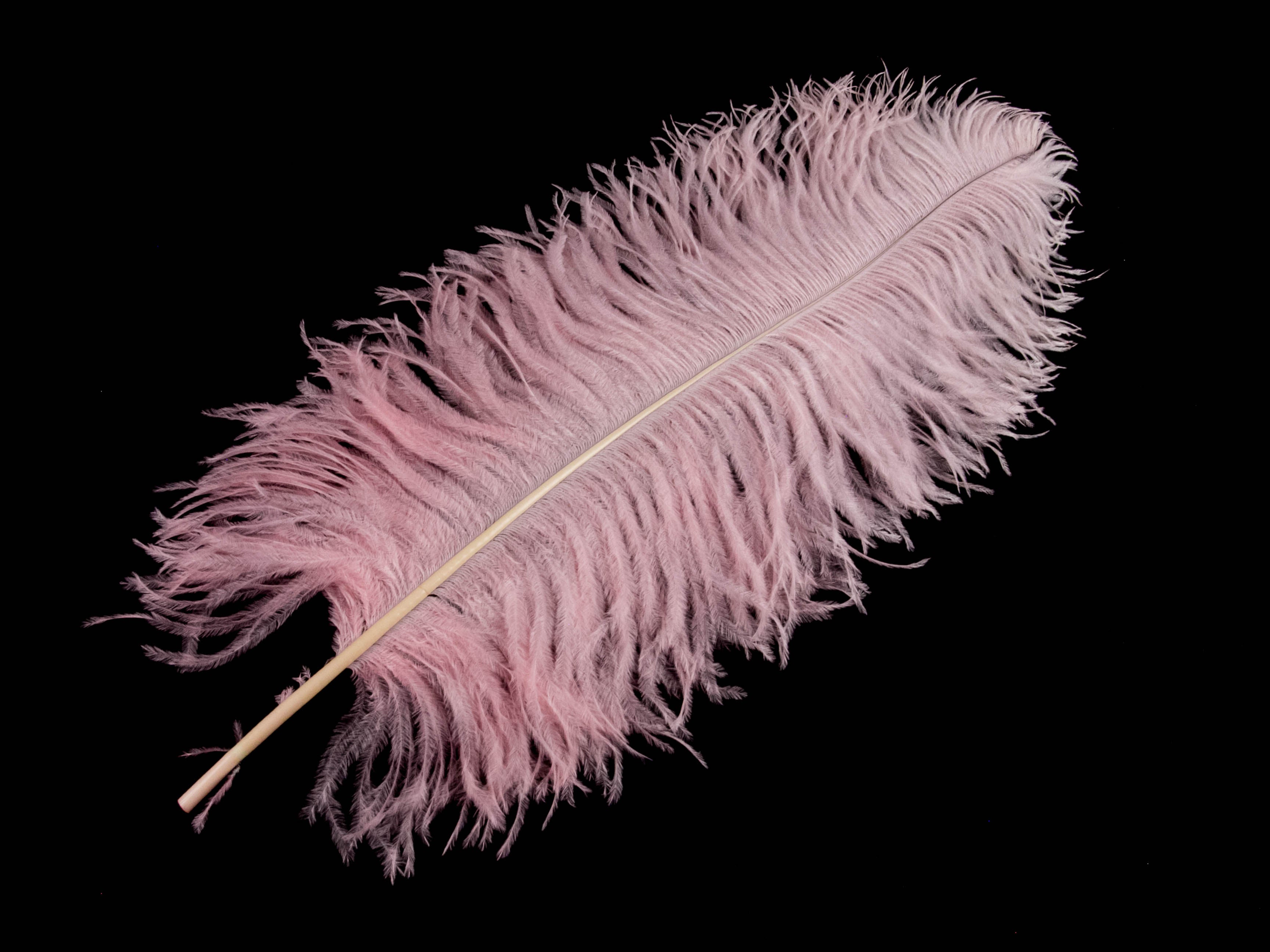 Ostrich Prime Wing Feather (50-65cm)