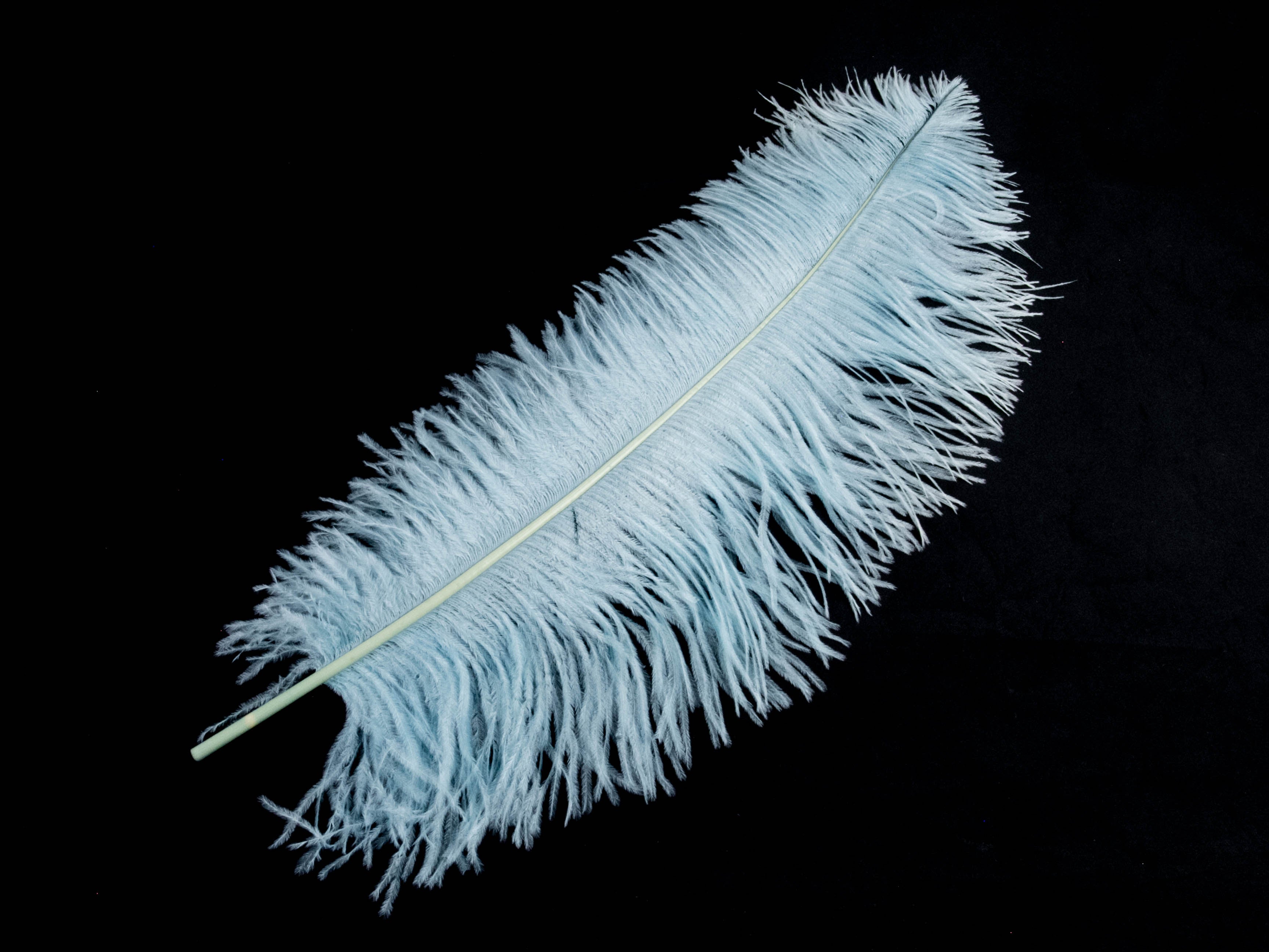 Ostrich Prime Wing Feather (50-65cm)