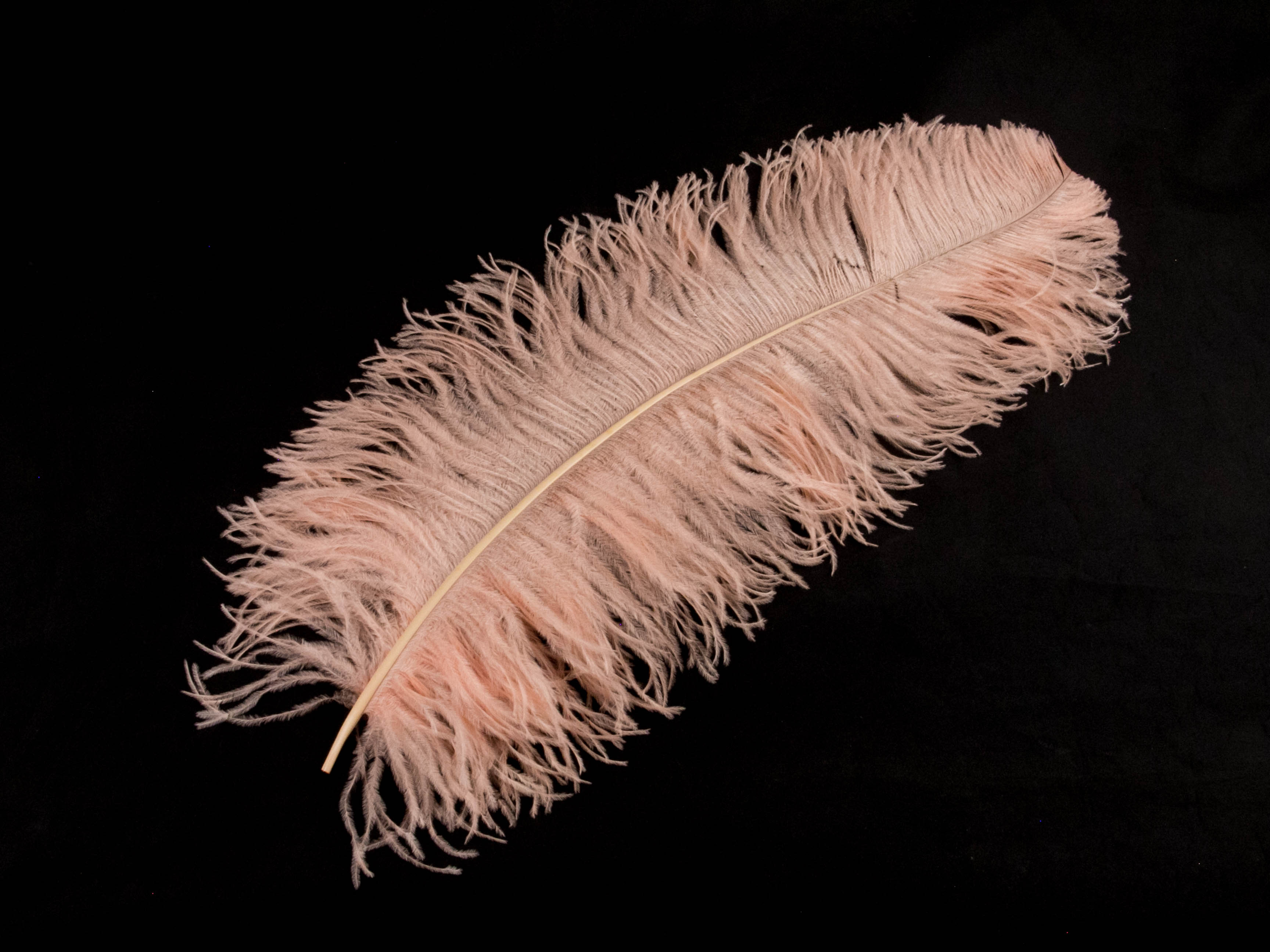 Ostrich Prime Wing Feather (50-65cm)