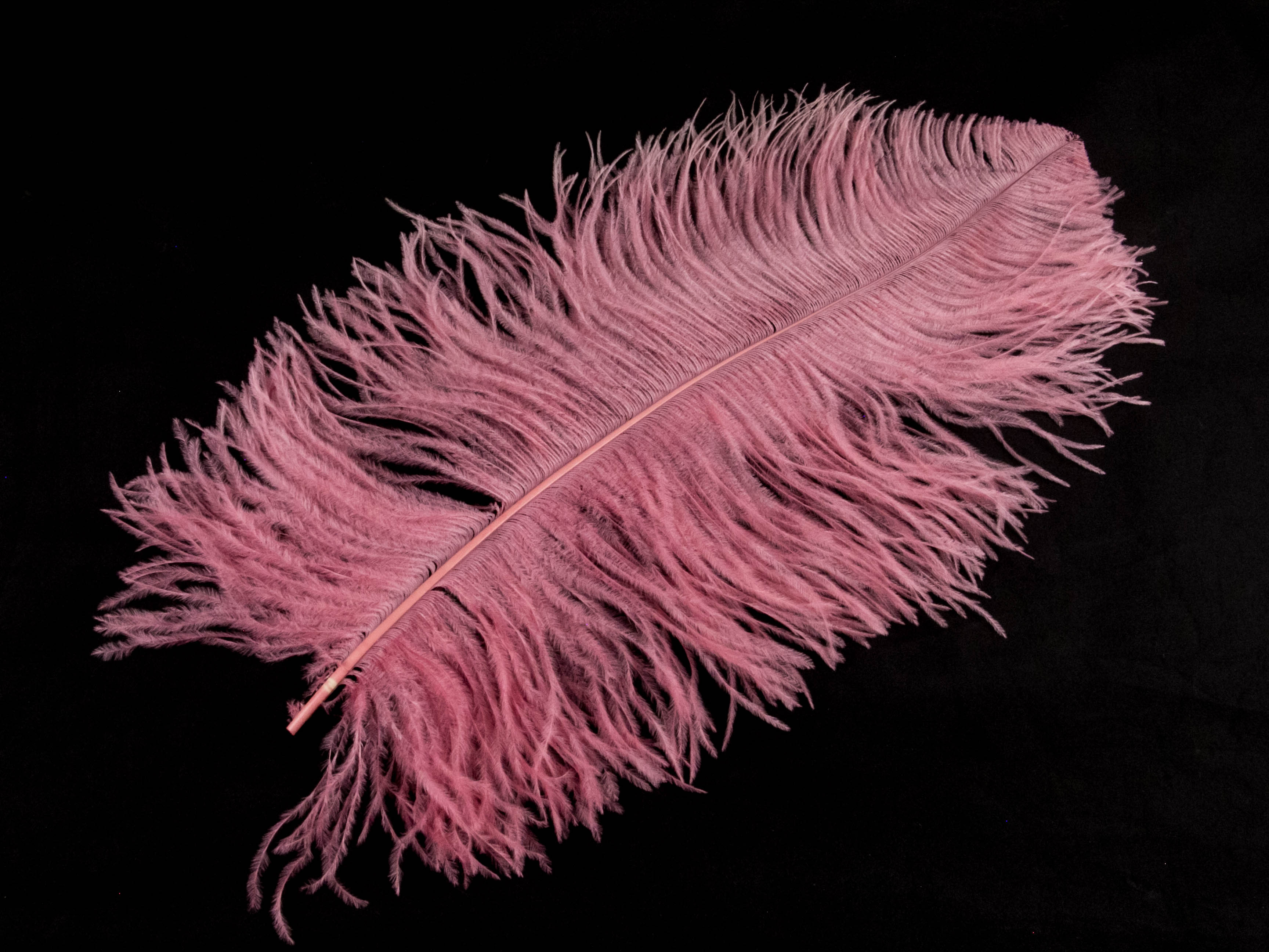 Ostrich Prime Wing Feather (50-65cm)