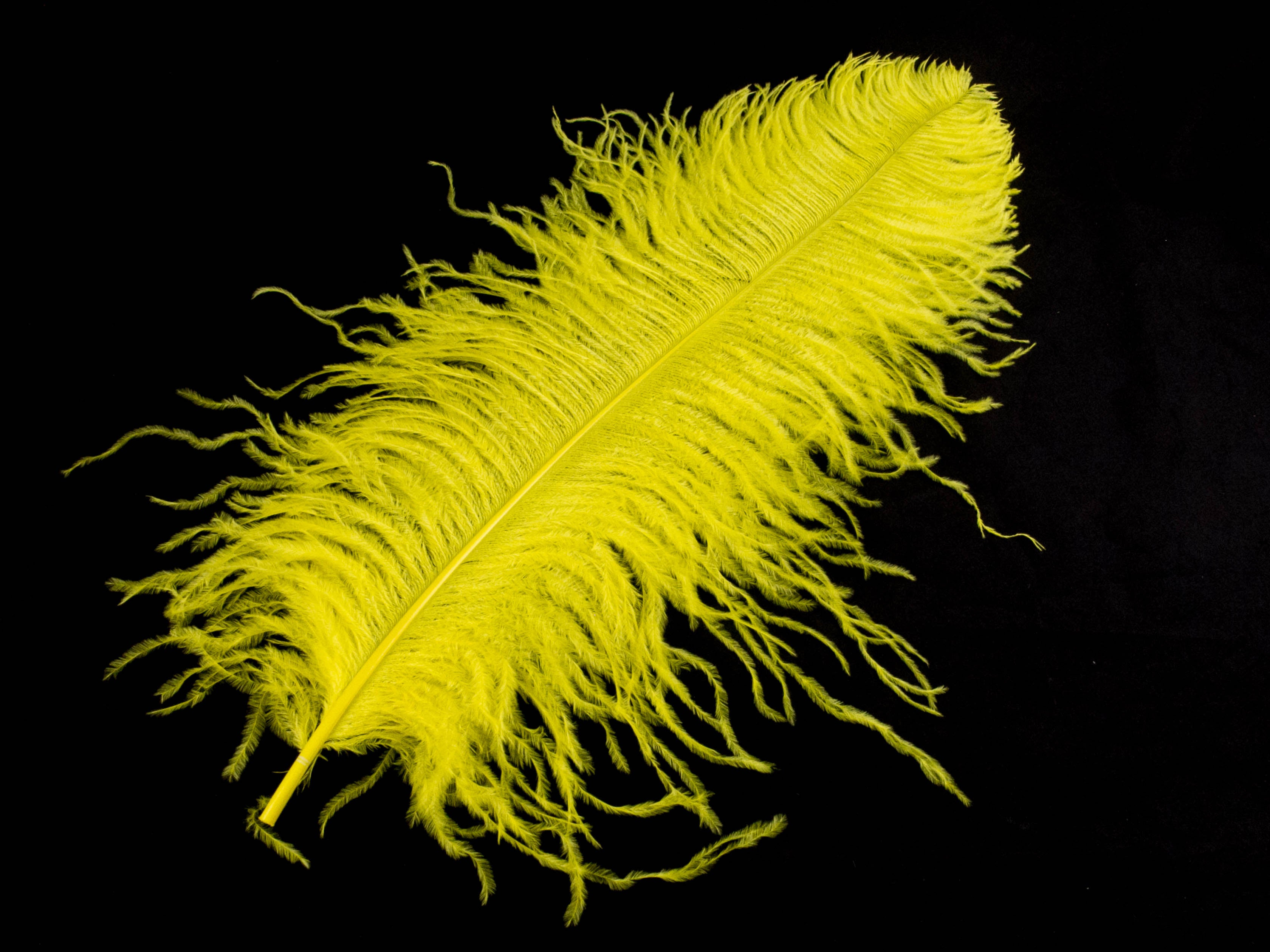 Ostrich Prime Wing Feather (50-65cm)