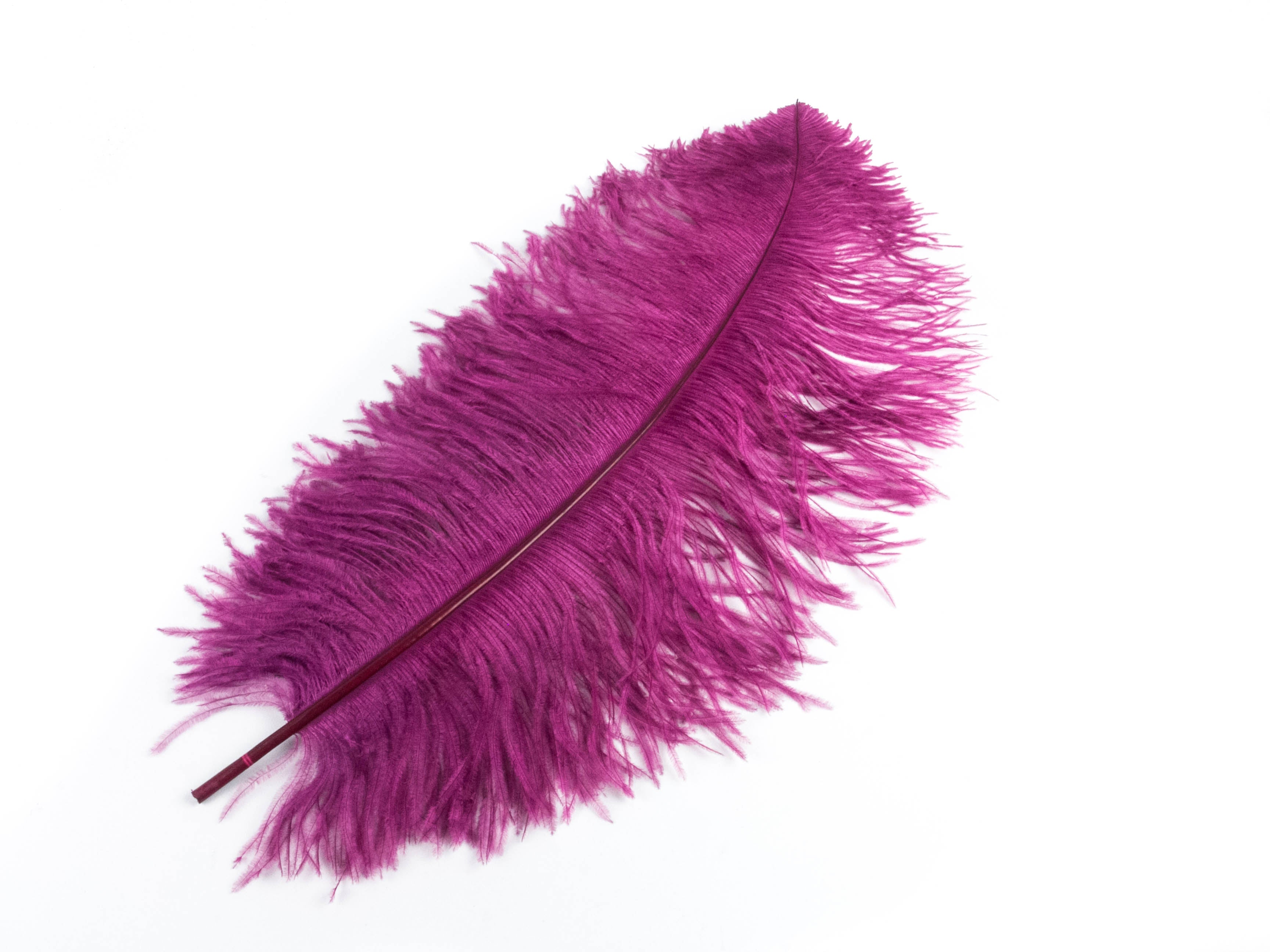 Ostrich Prime Wing Feather (50-65cm)