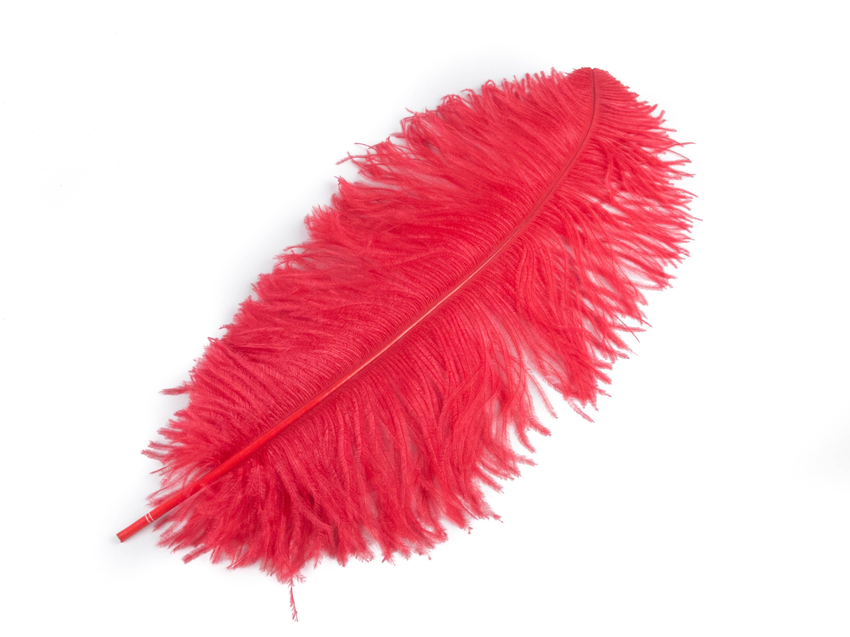 Ostrich Prime Wing Feather (50-65cm)