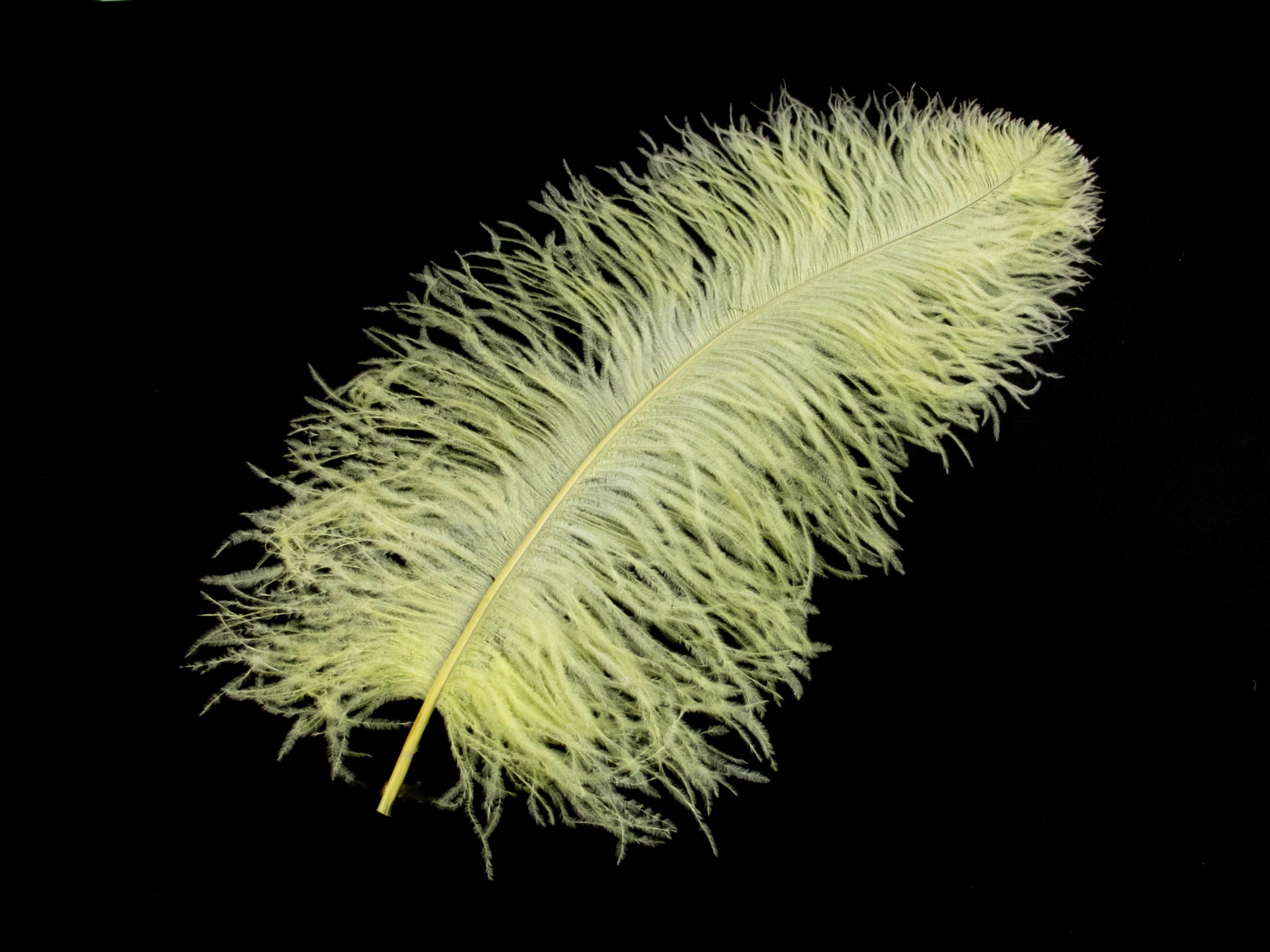 Ostrich Feather Pen