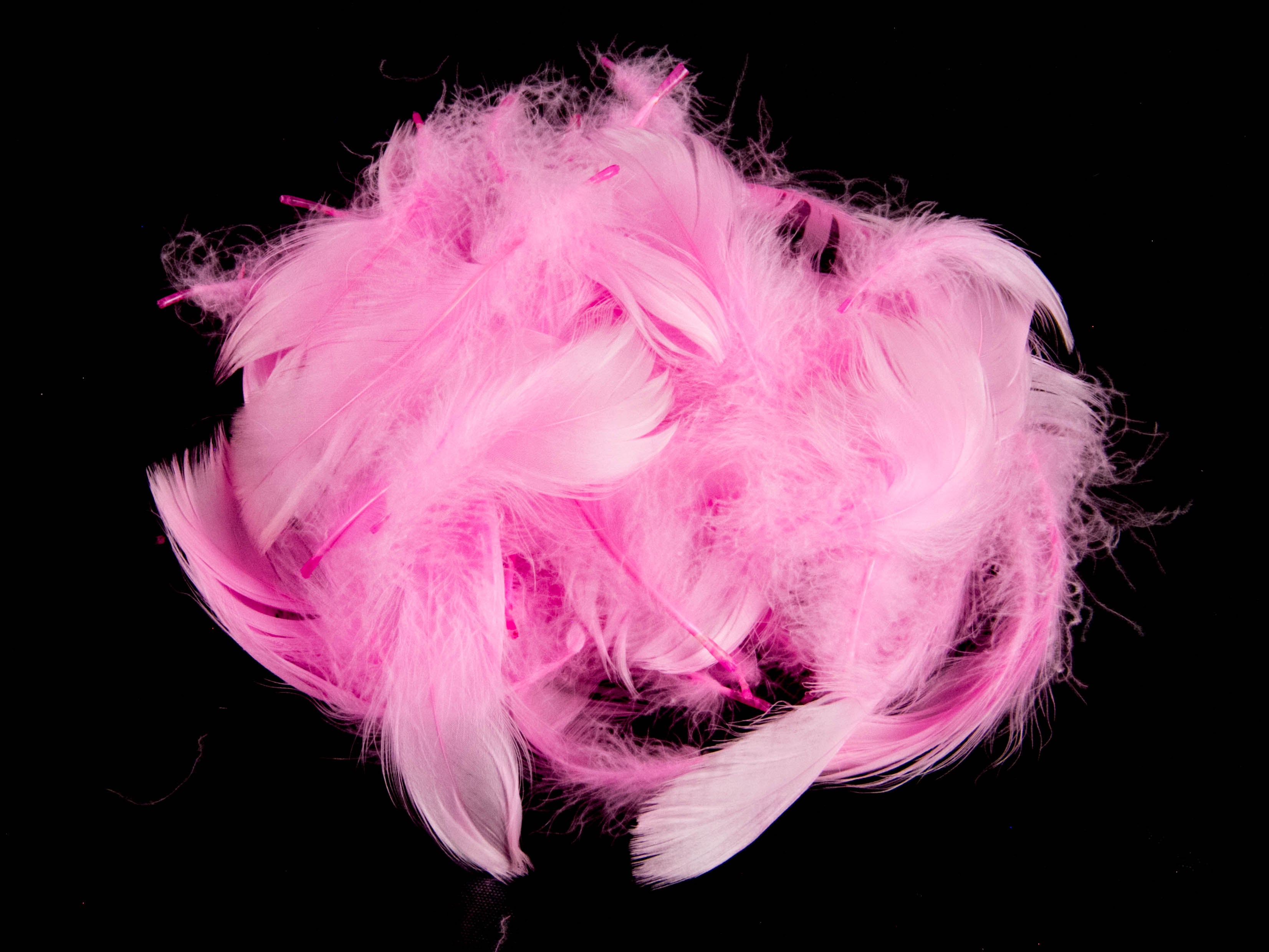 Goose Coquille Feather Fringe