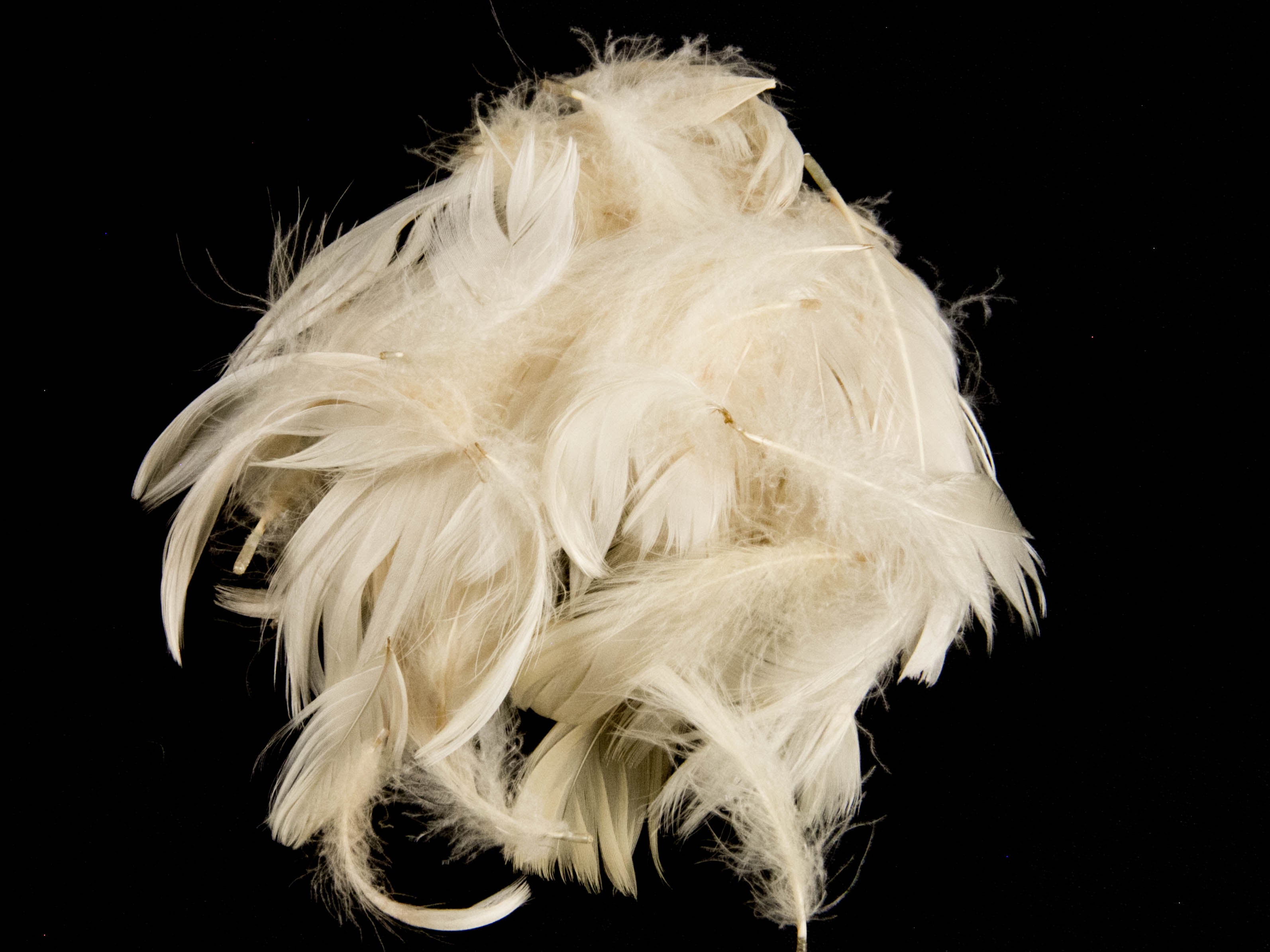 Goose Coquille Feather Fringe