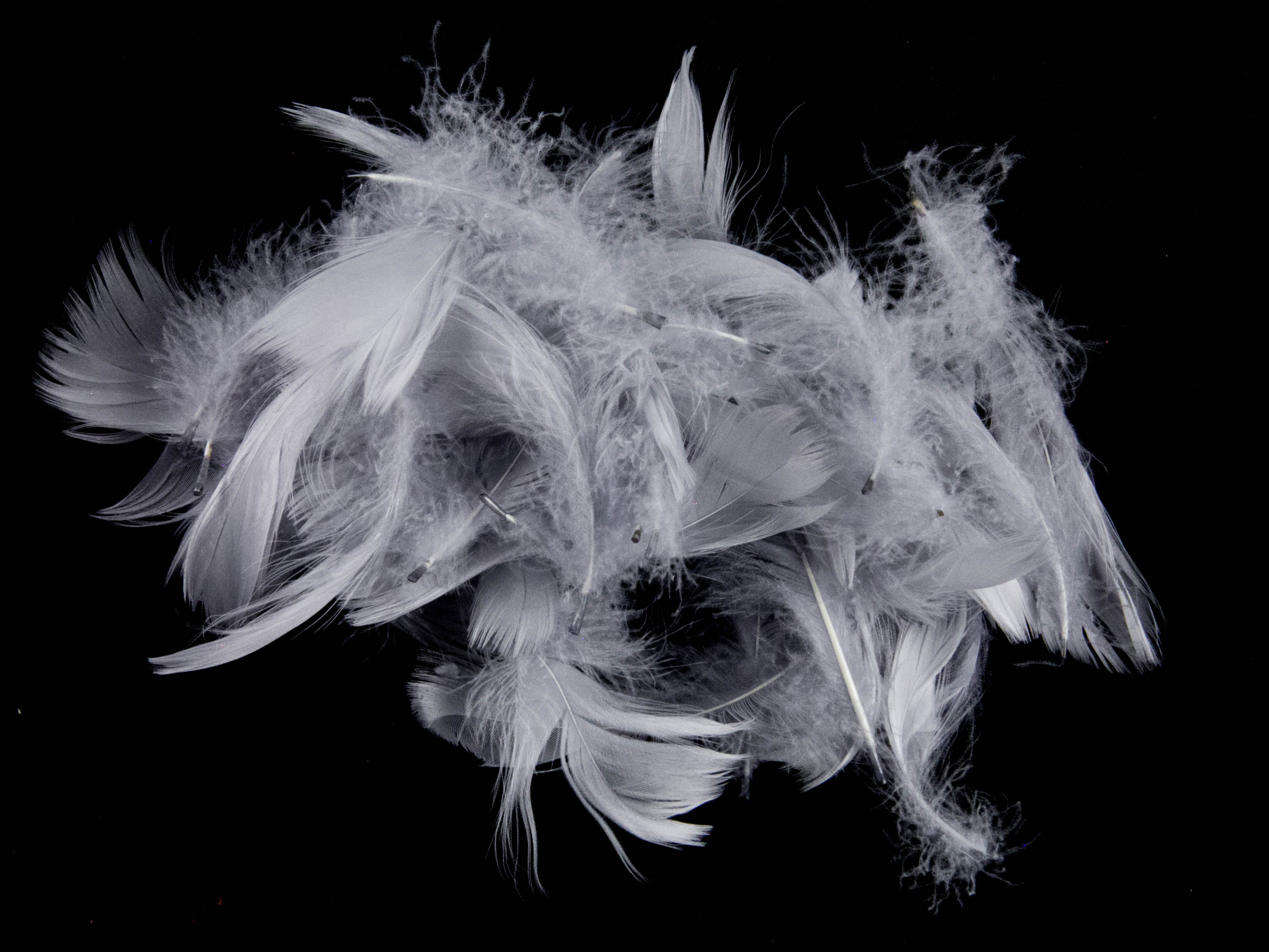 Goose Coquille Feather Fringe