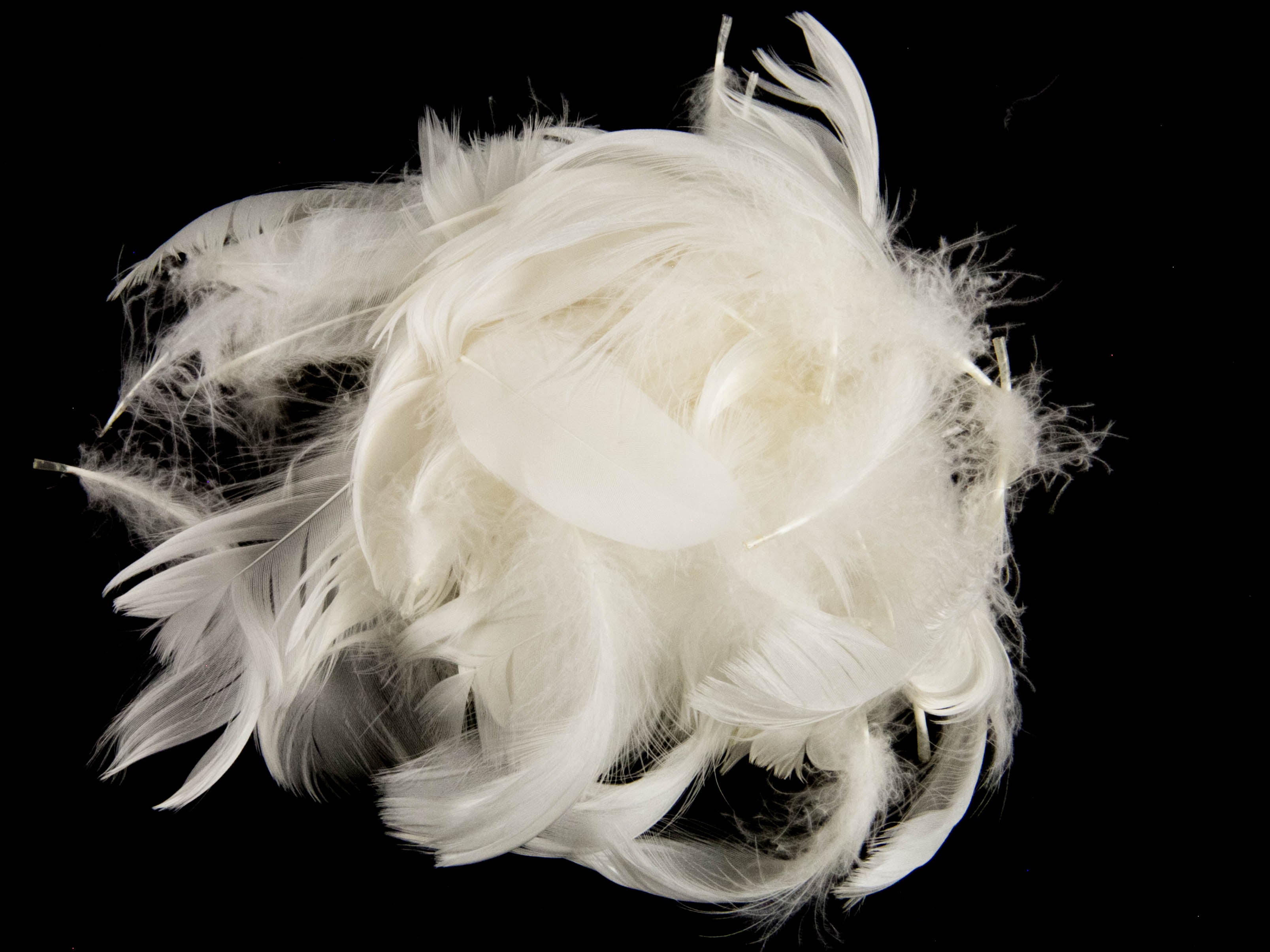 Bulk Goose Coquille Feathers