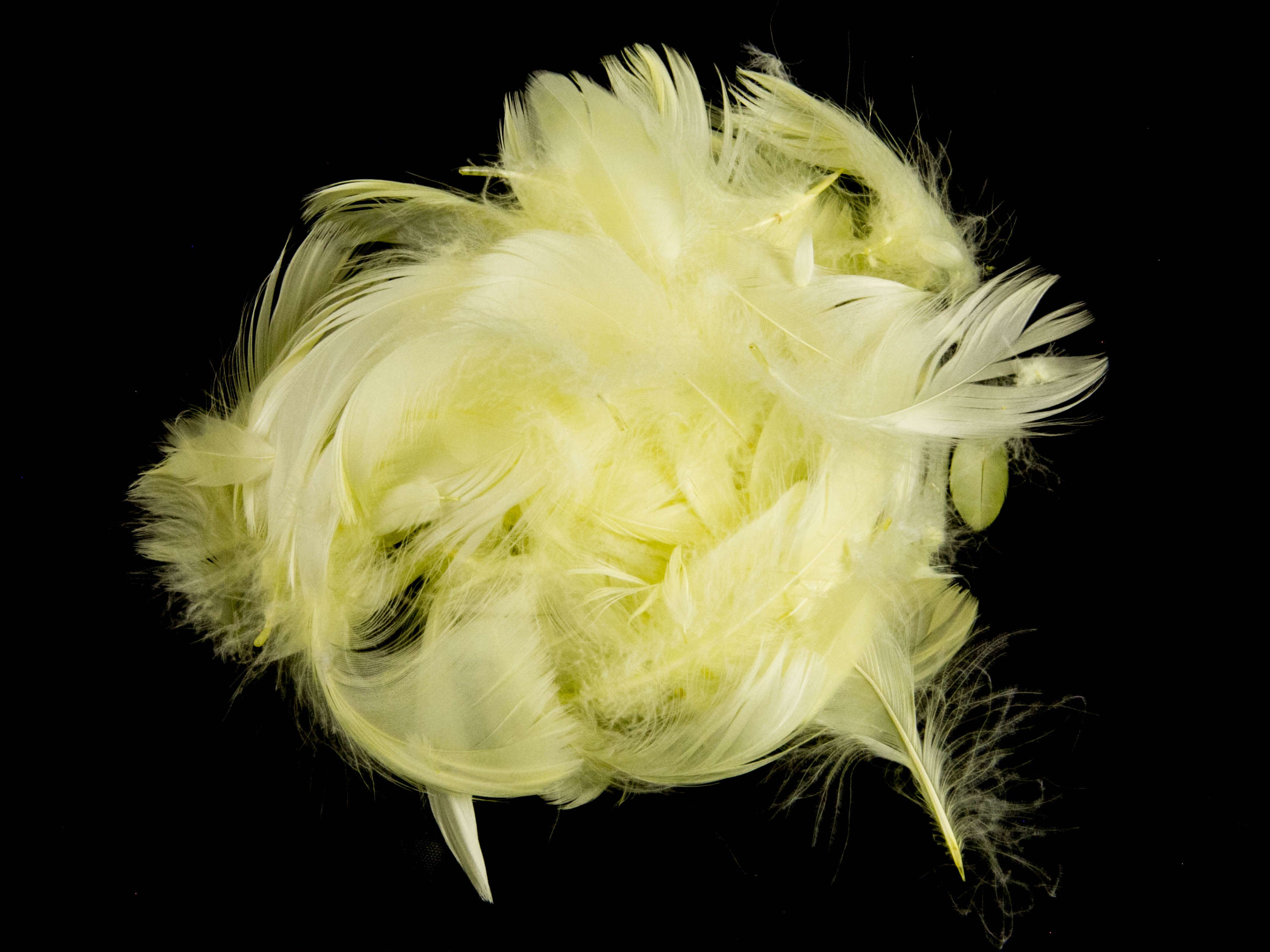 Goose Coquille Feather Fringe