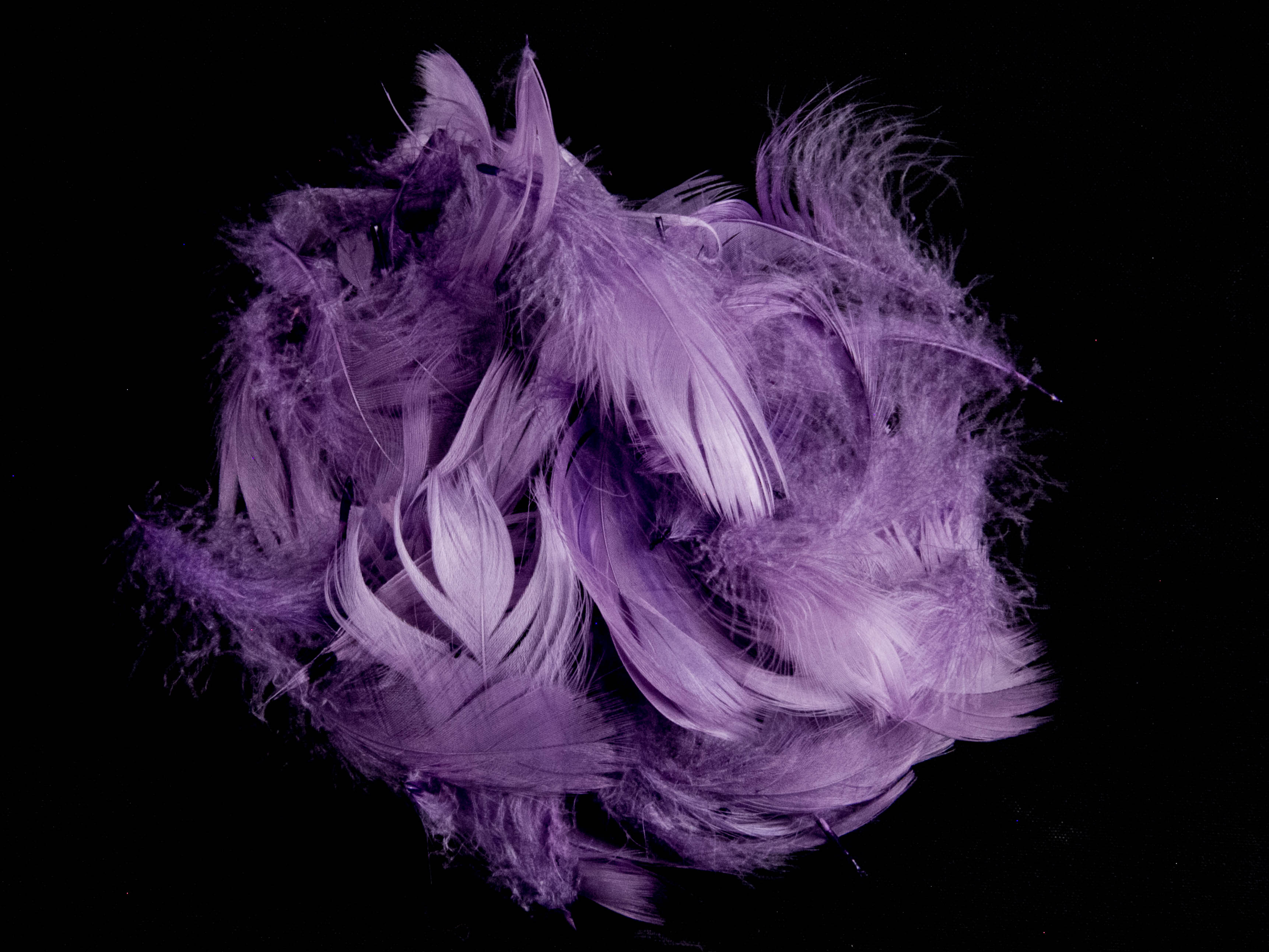 Goose Coquille Feather Fringe