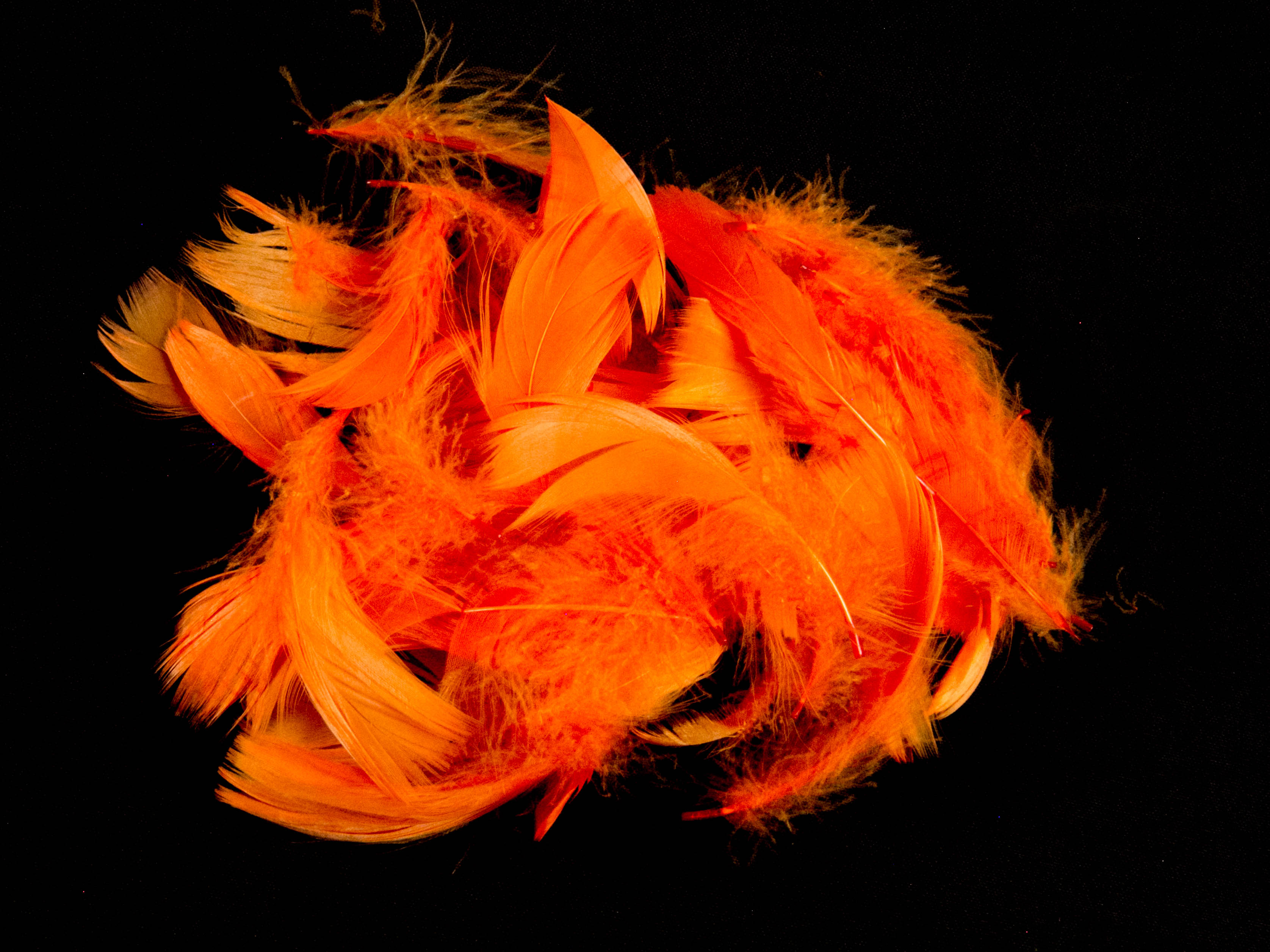 Goose Coquille Feather Fringe