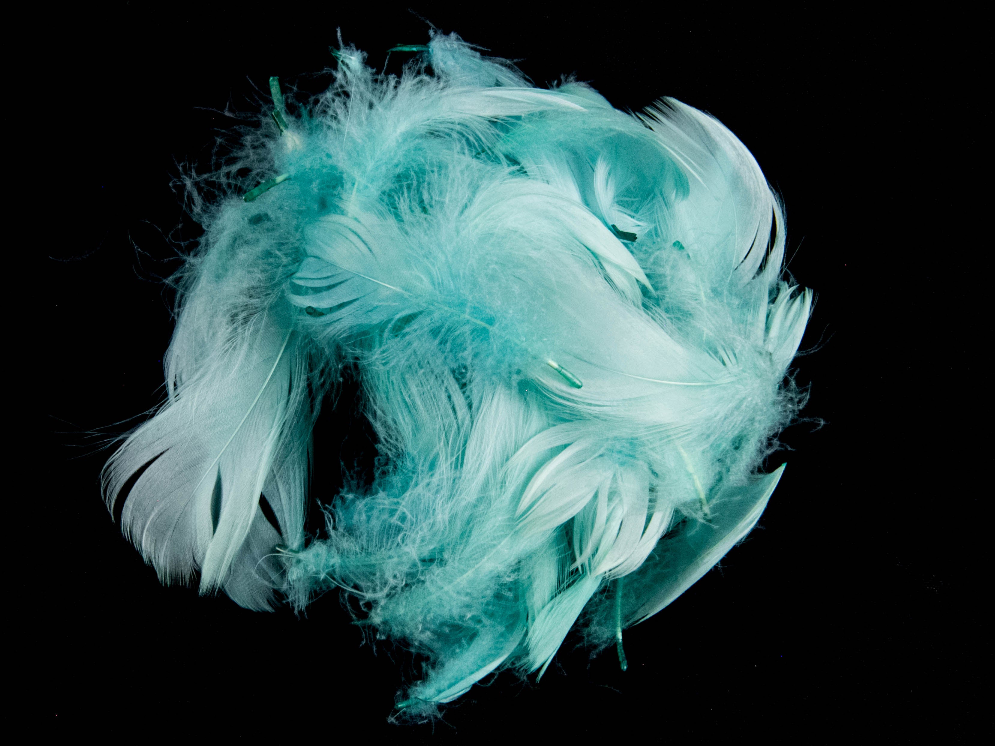 Goose Coquille Feather Fringe