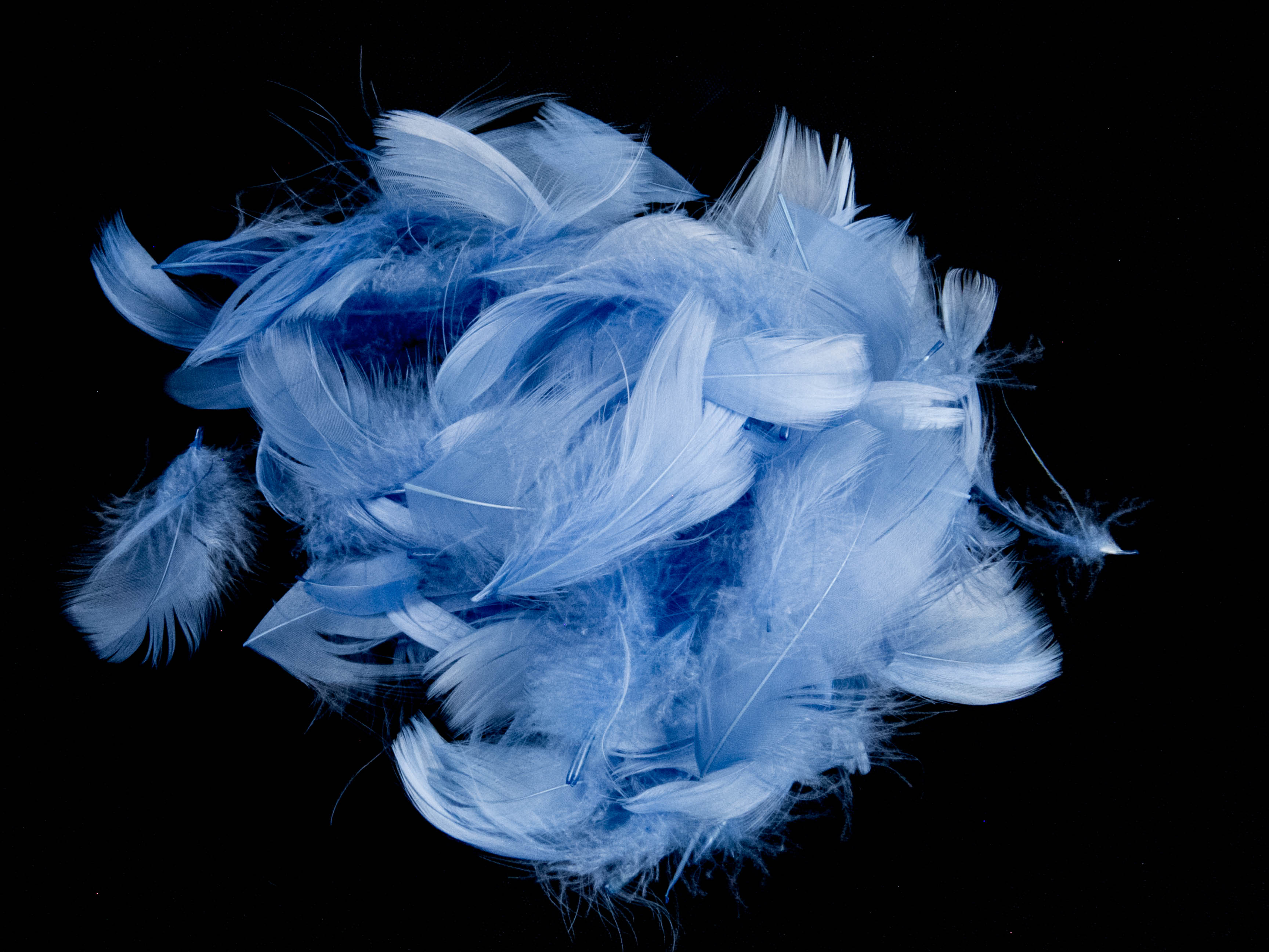 Goose Coquille Feather Fringe