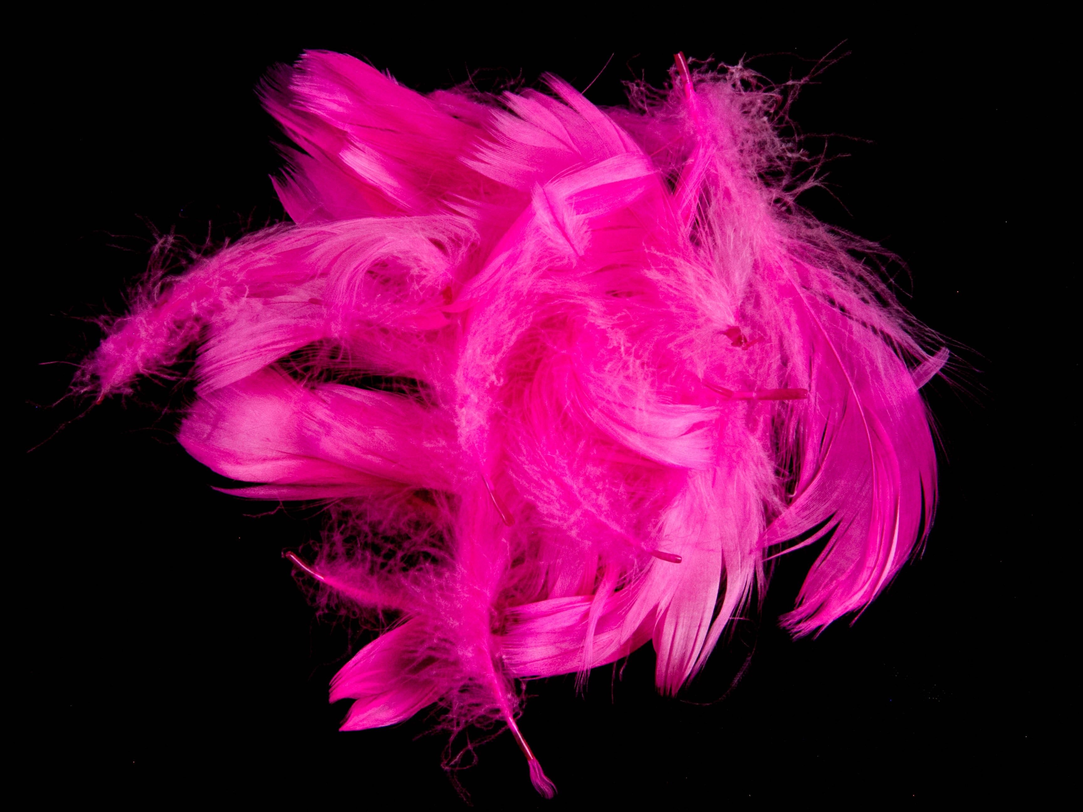 Goose Coquille Feather Fringe