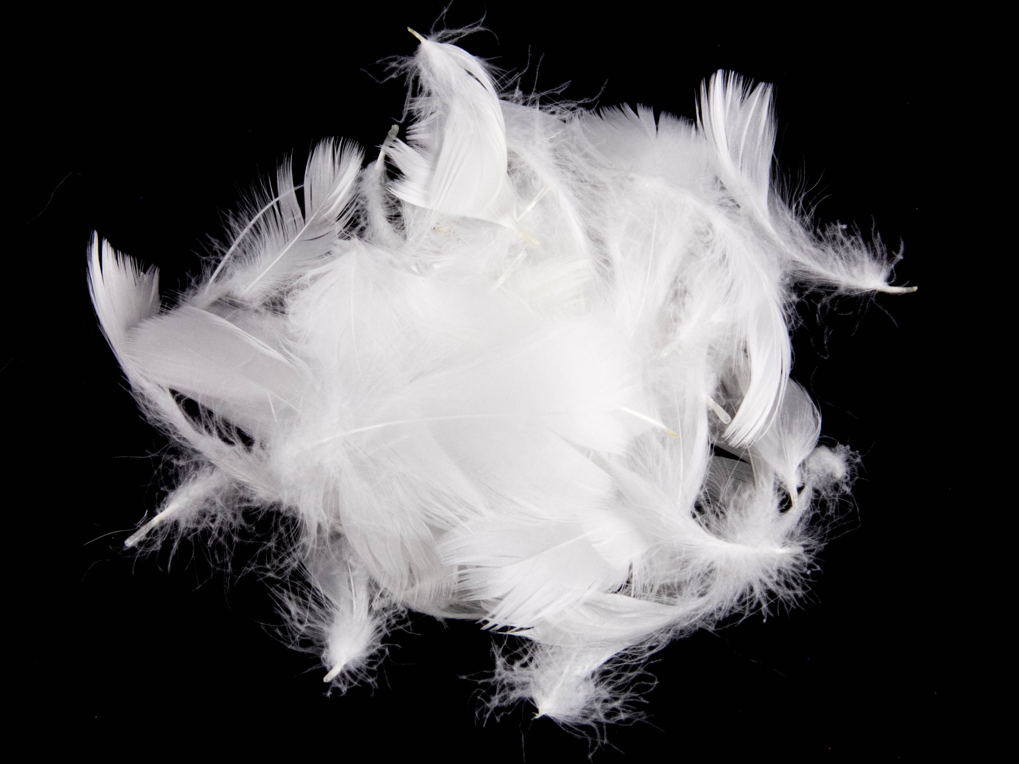 Bulk Goose Coquille Feathers