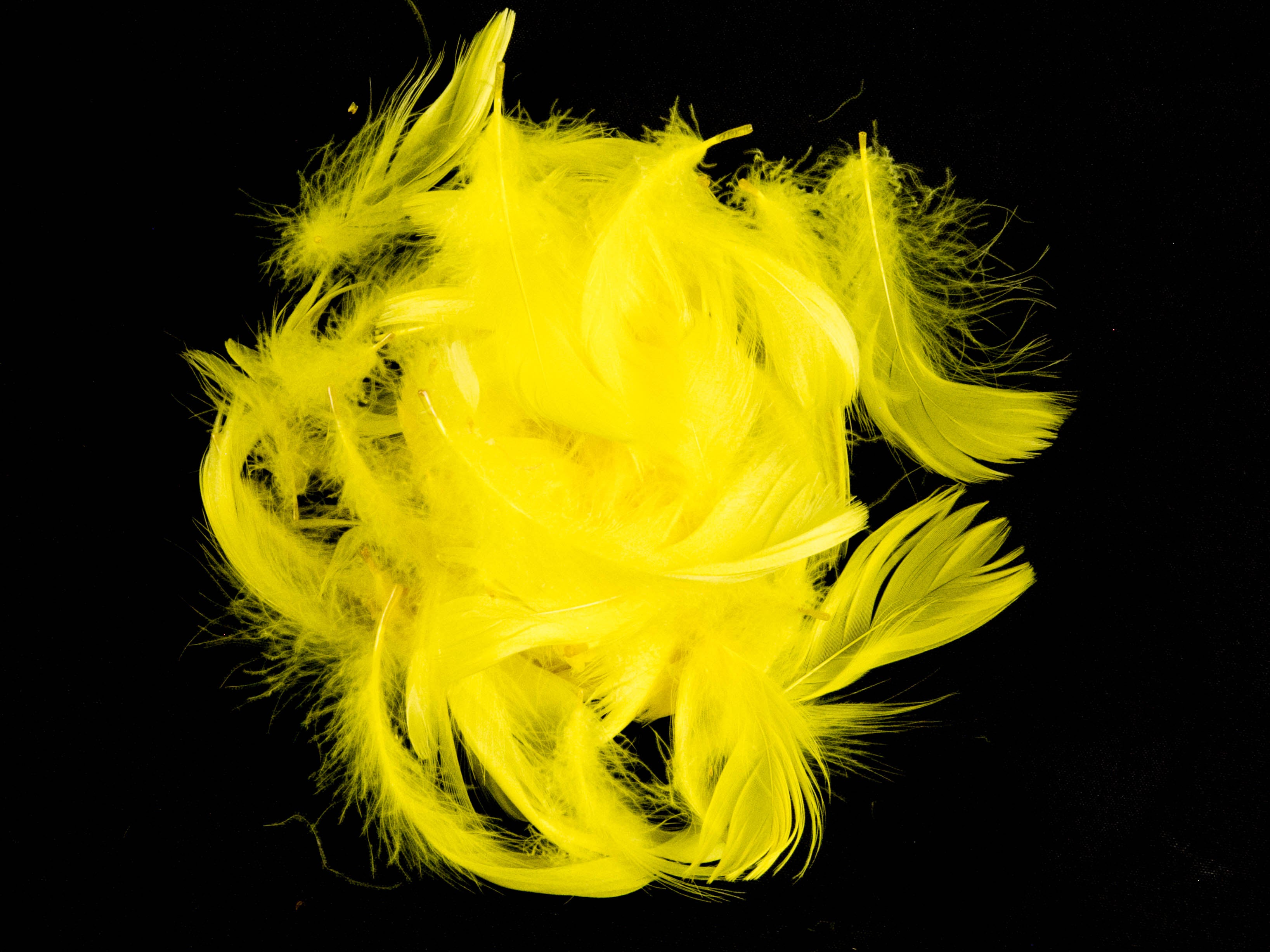 Goose Coquille Feather Fringe