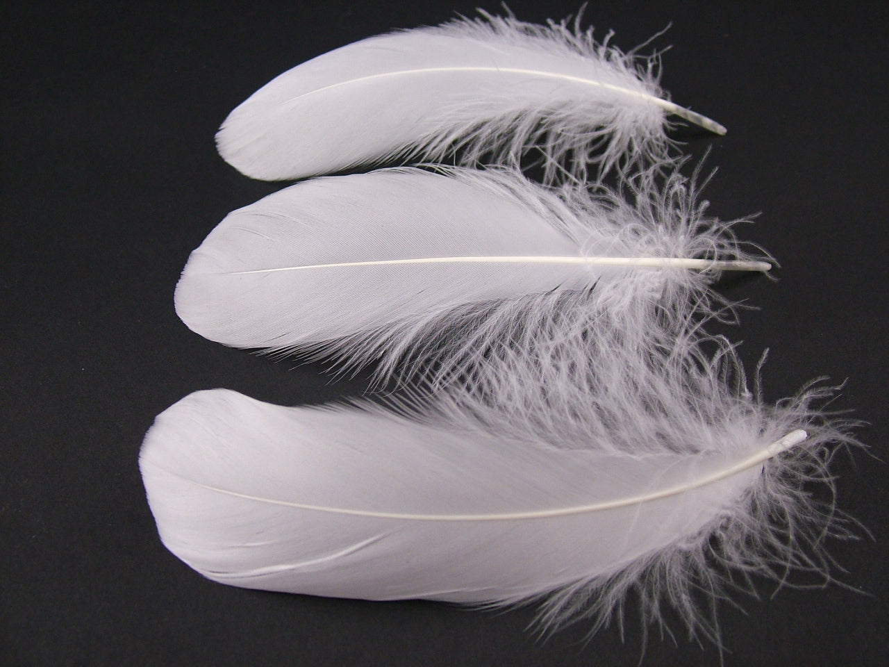Goose Nagoire Quill Pen (Pack of 10)