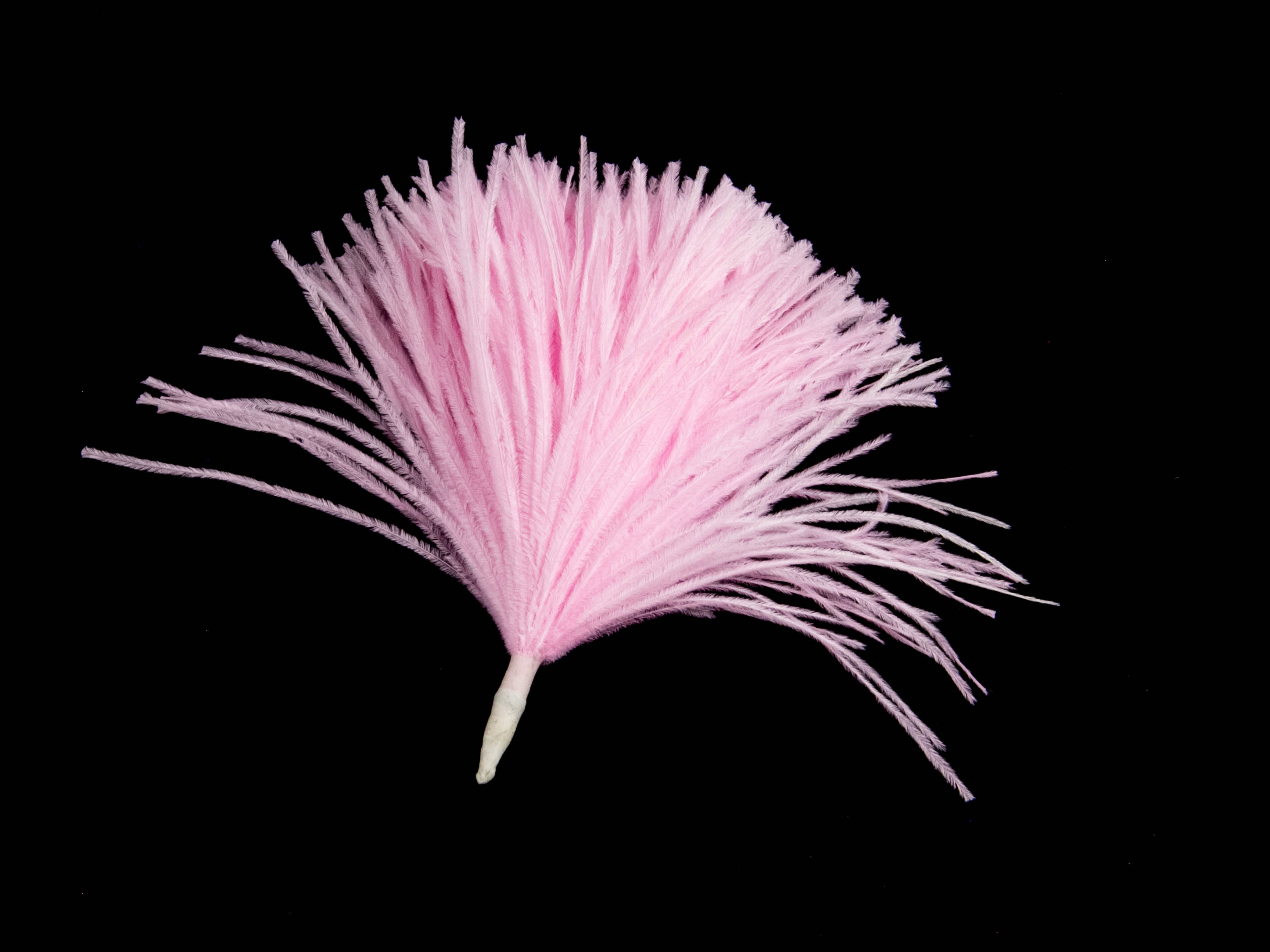 Ostrich Pom