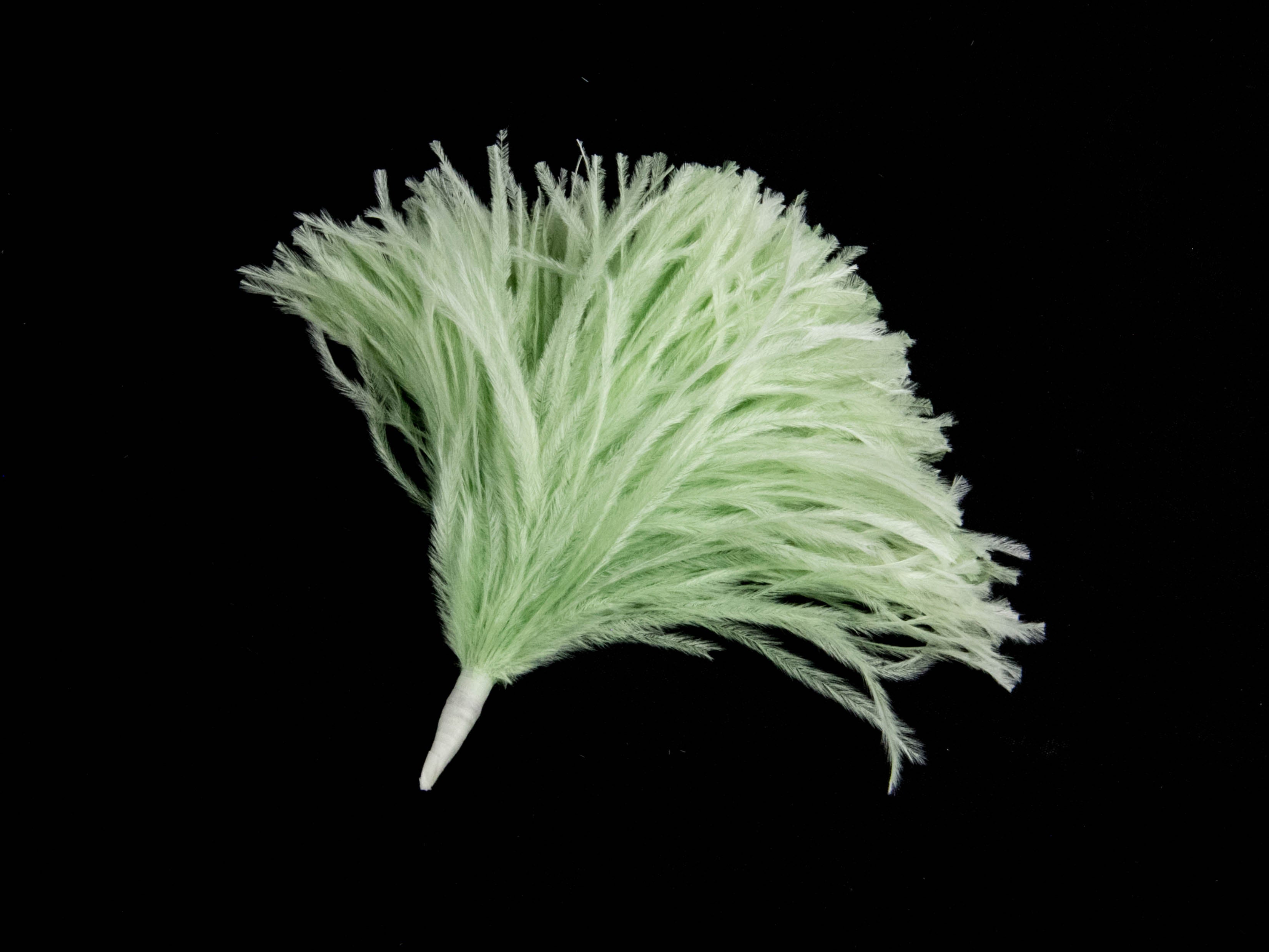 Ostrich Pom