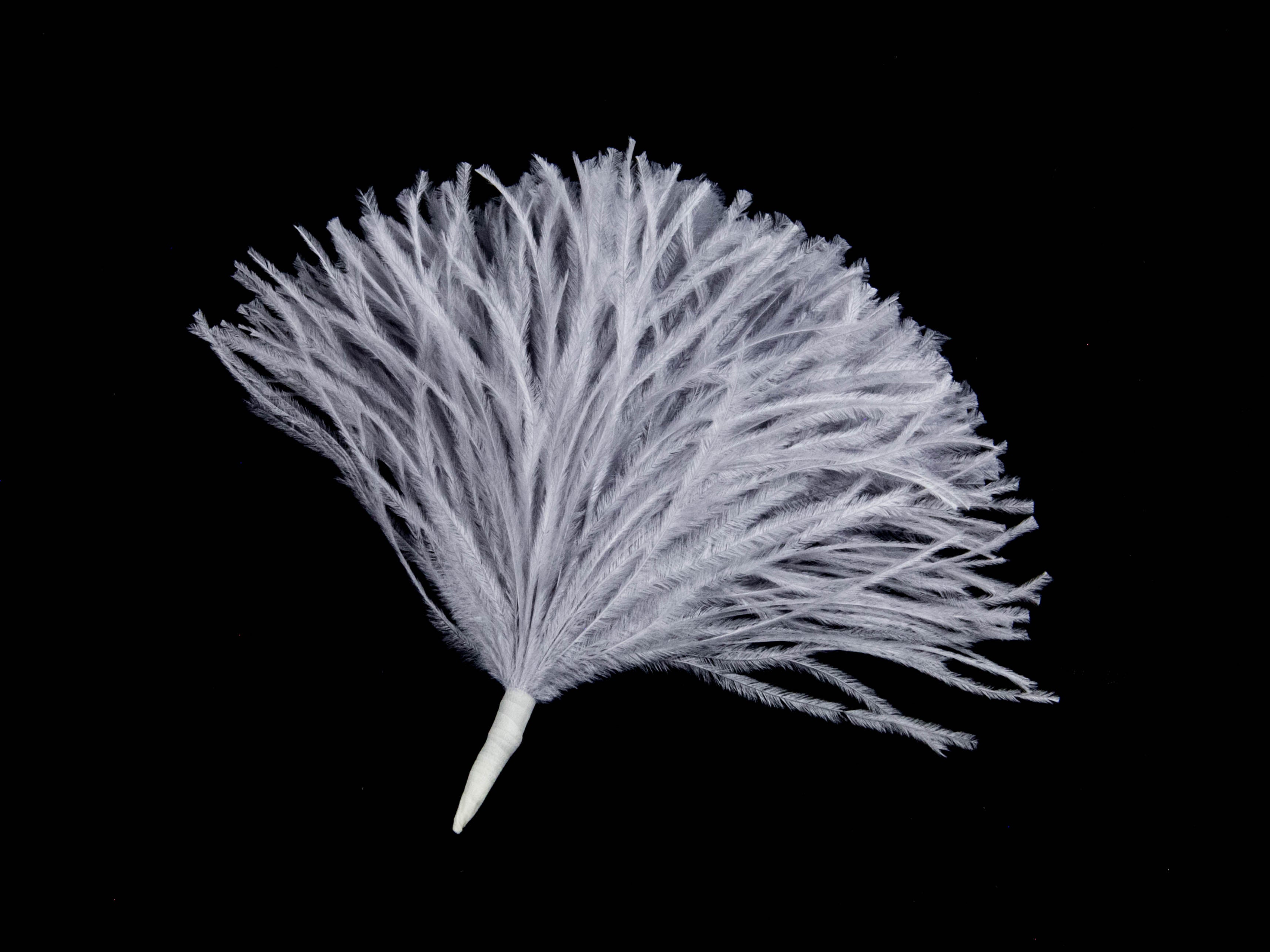 Ostrich Pom