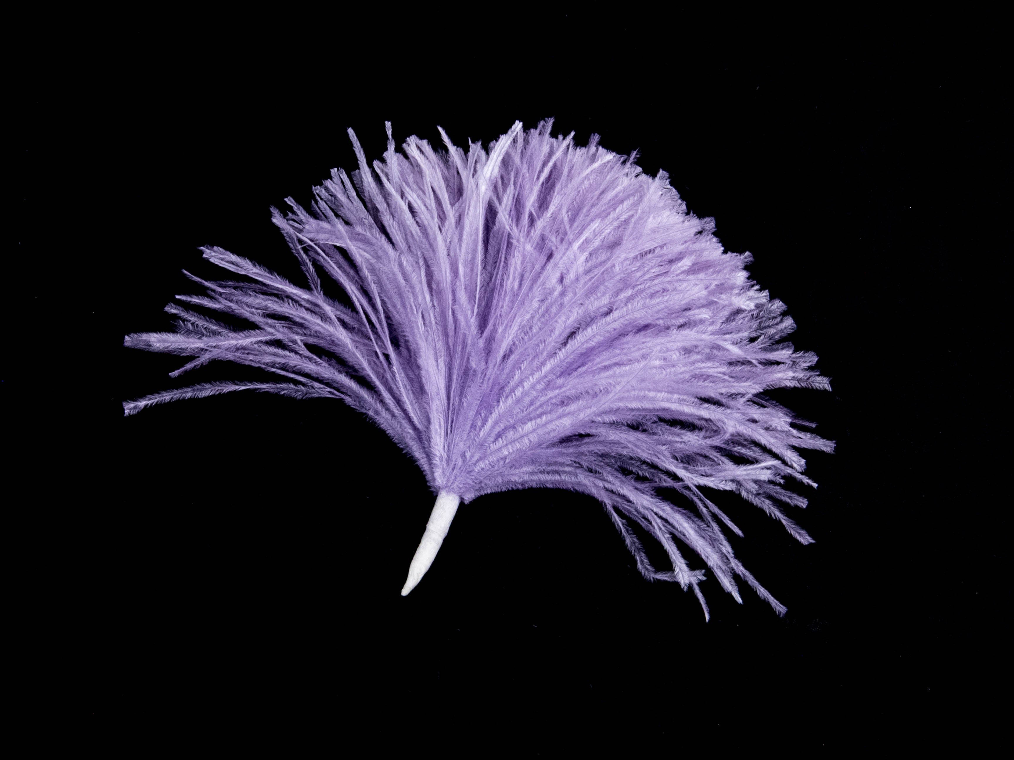 Ostrich Pom