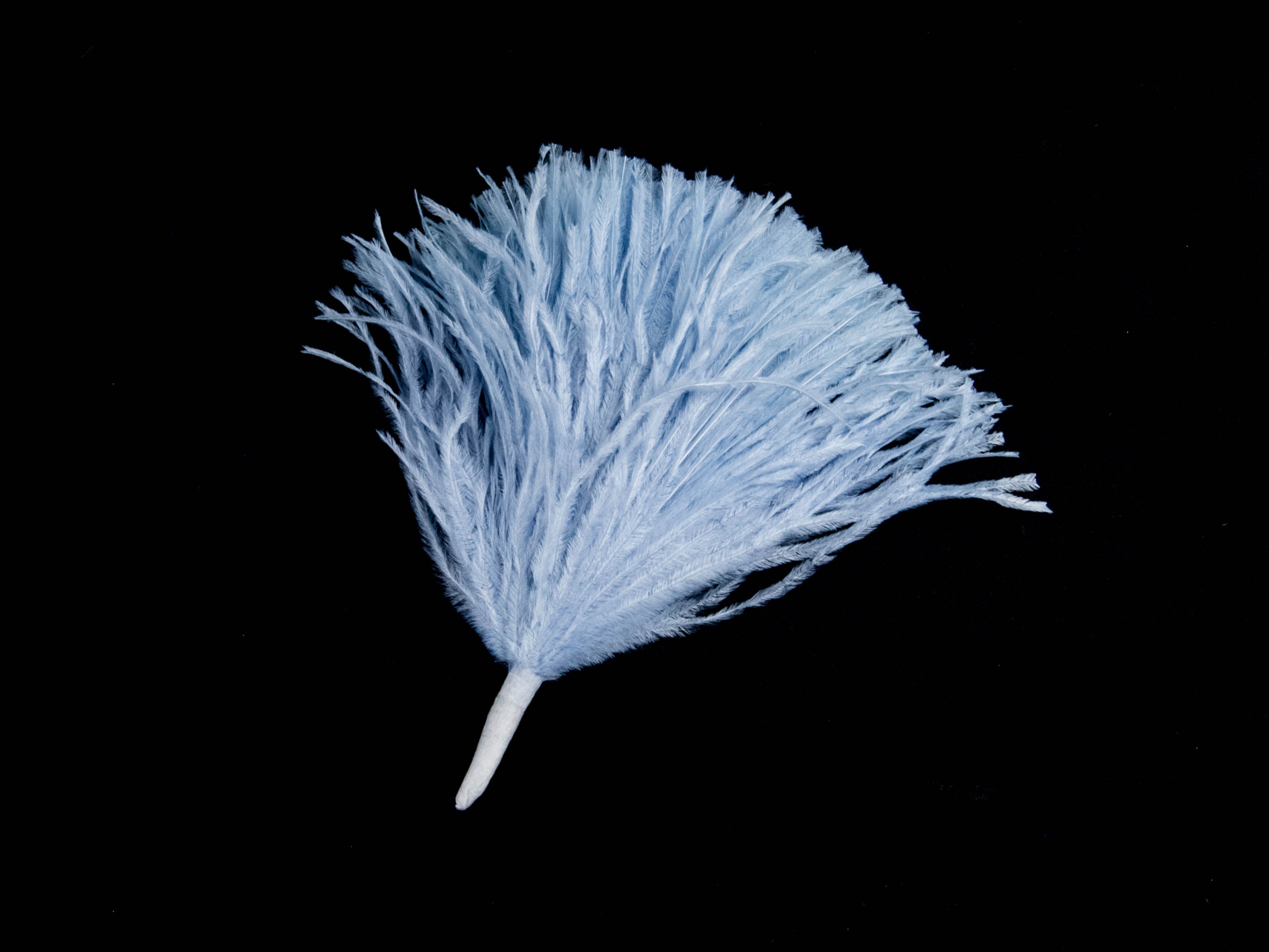 Ostrich Pom