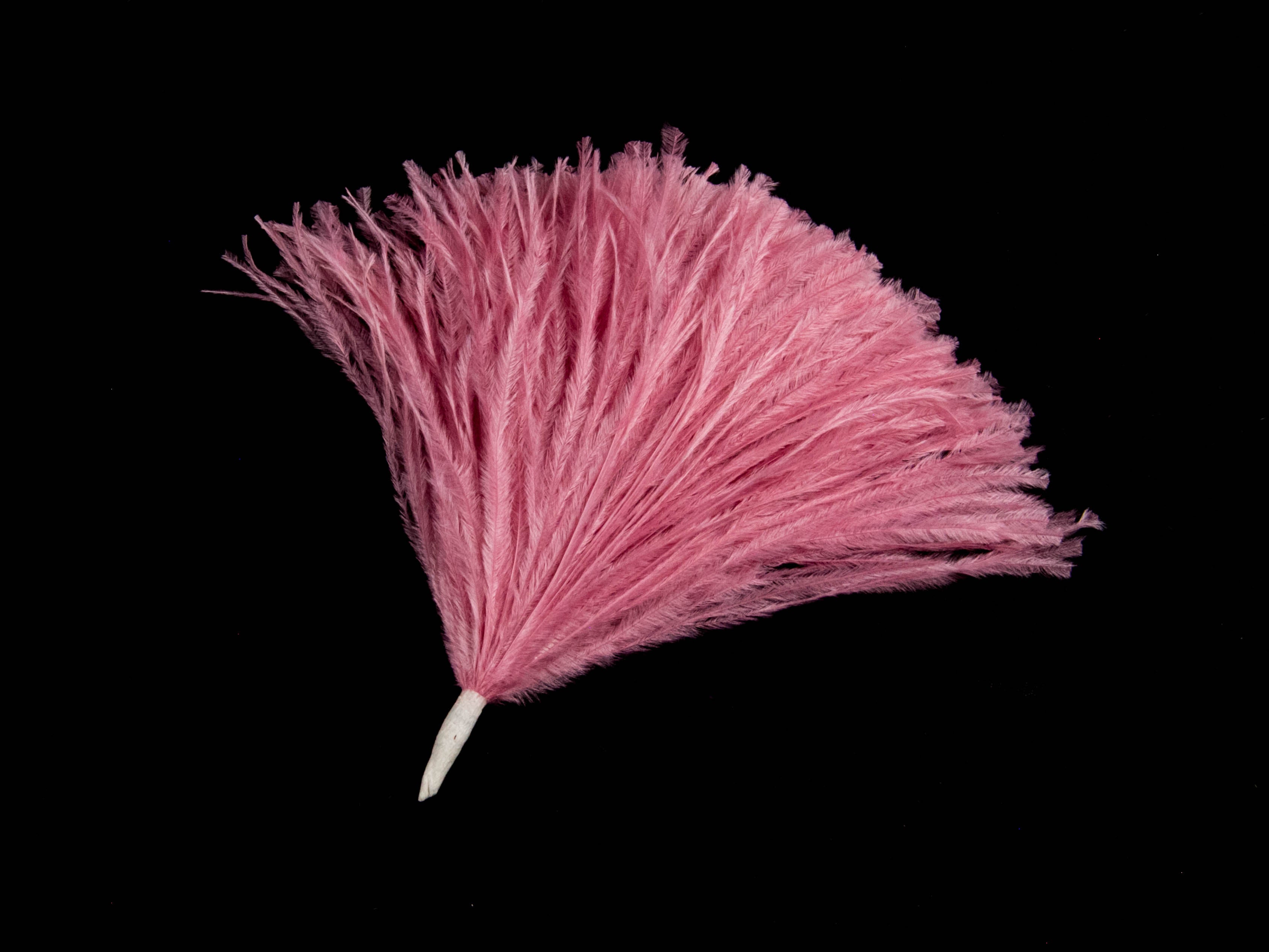 Ostrich Pom
