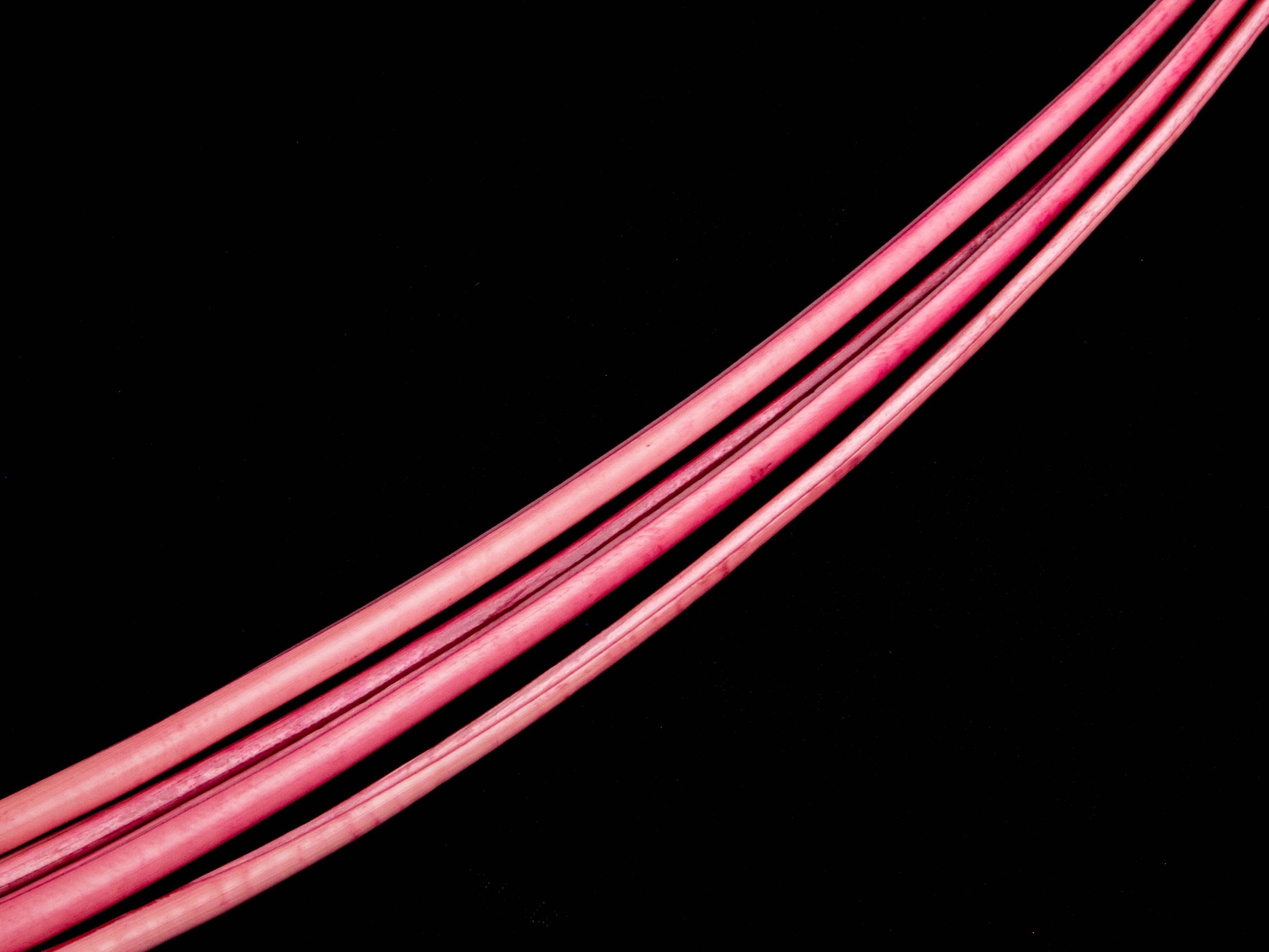 Stripped Ostrich Quill (Pack of 5)