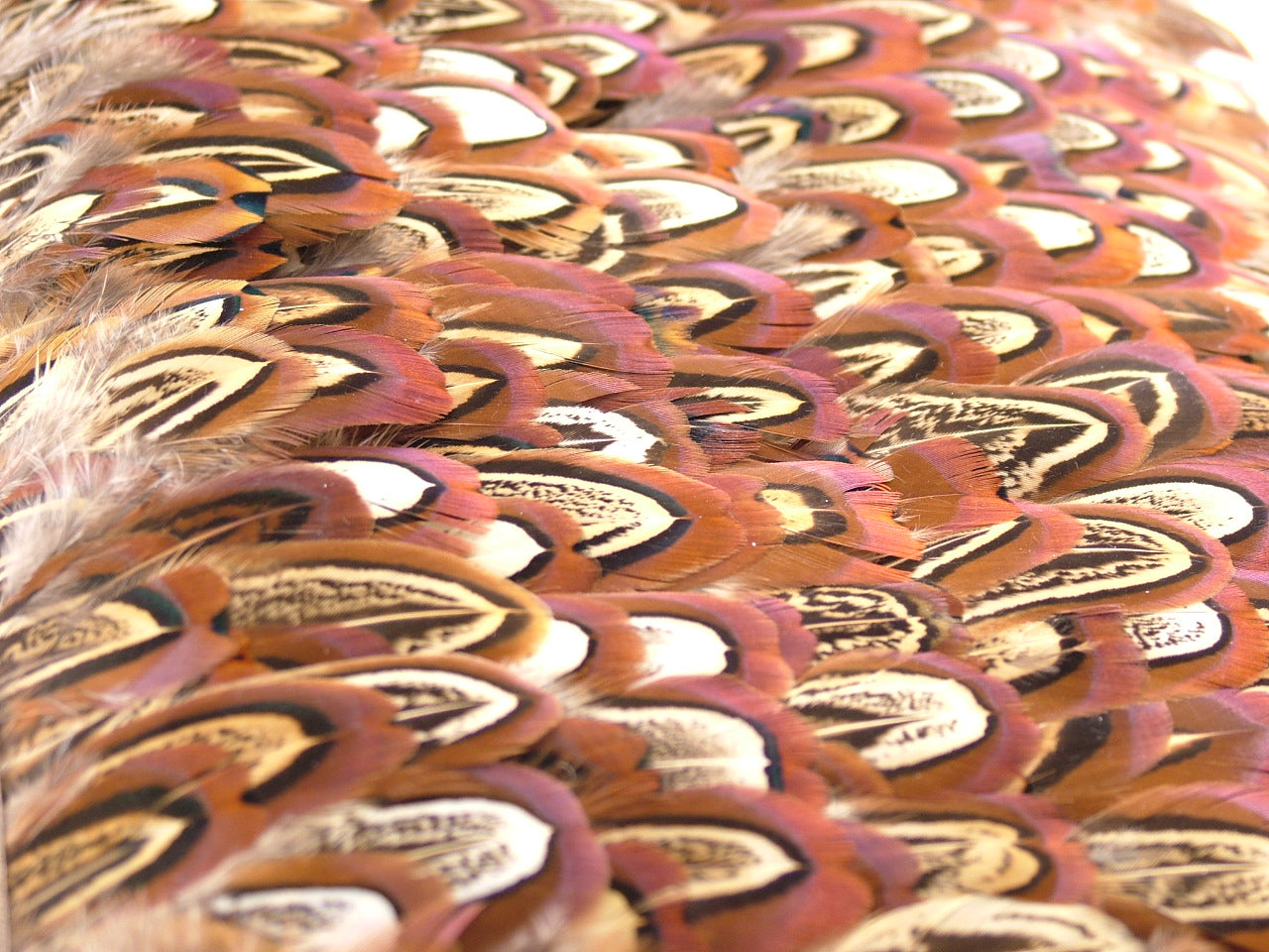 Pheasant Church Window Fringe