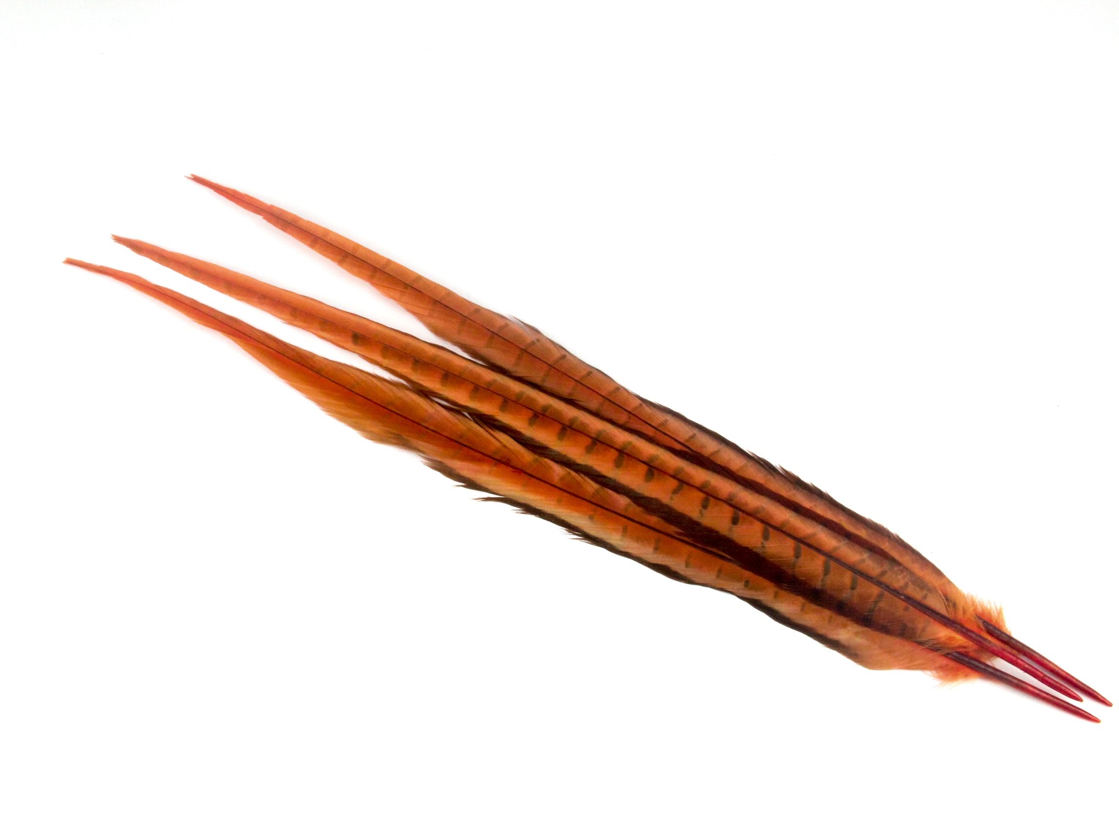Ringneck Pheasant Centre Feather Dyed (Pack of 5)