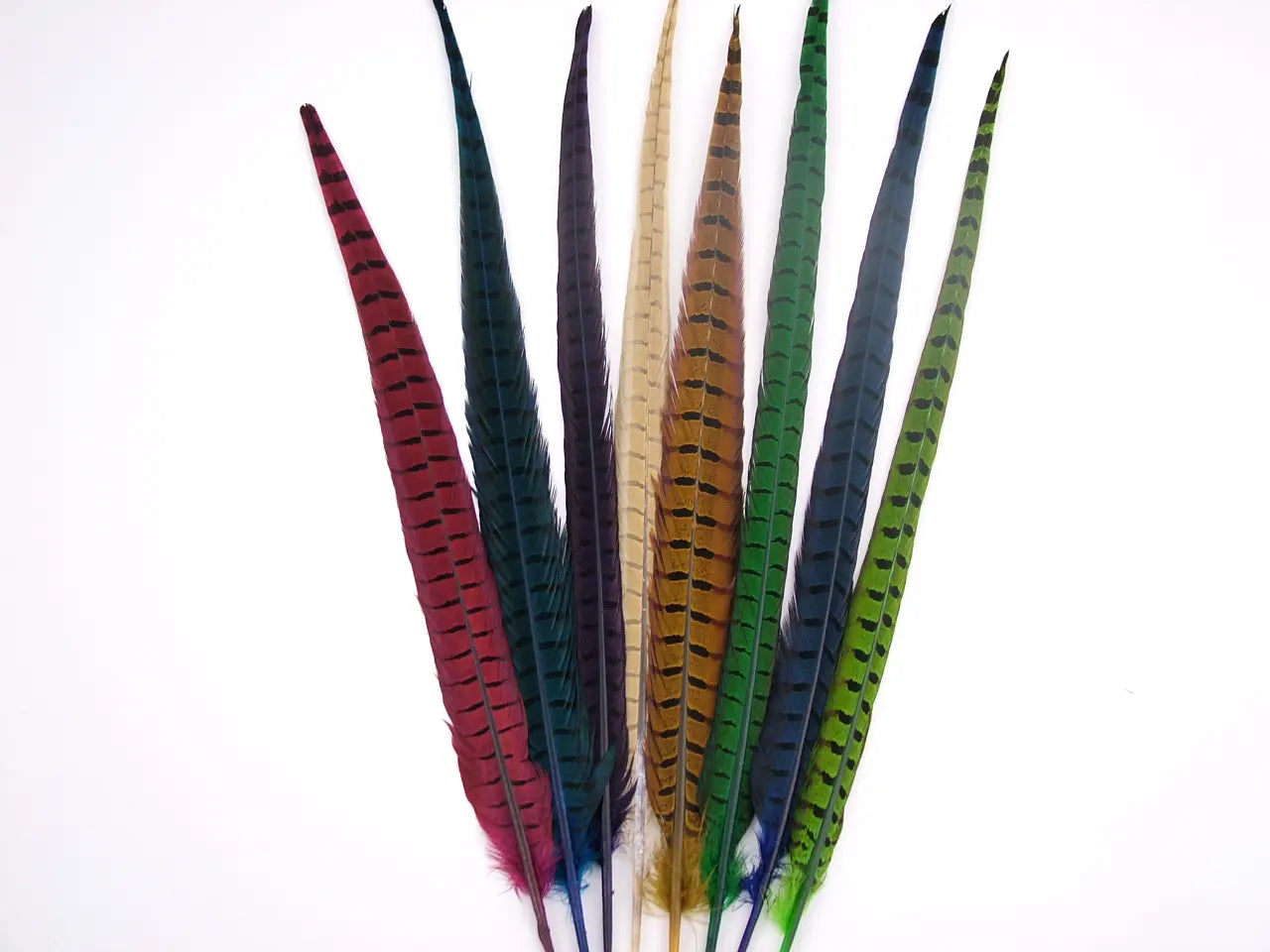 Ringneck Pheasant Centre Tail Feather Dyed (40-60cm) (Pack of 5)