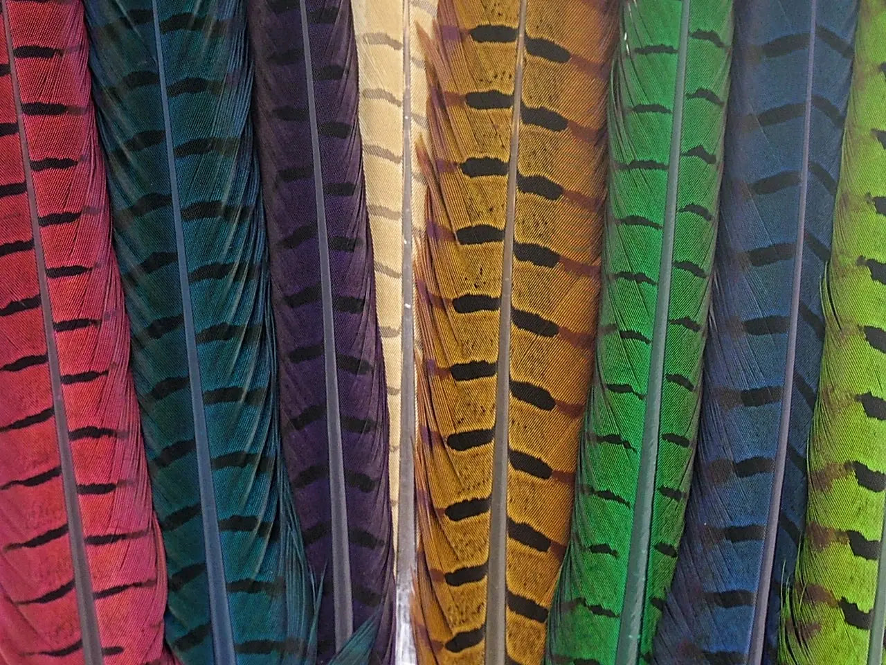 Ringneck Pheasant Centre Feather Dyed (Pack of 5)