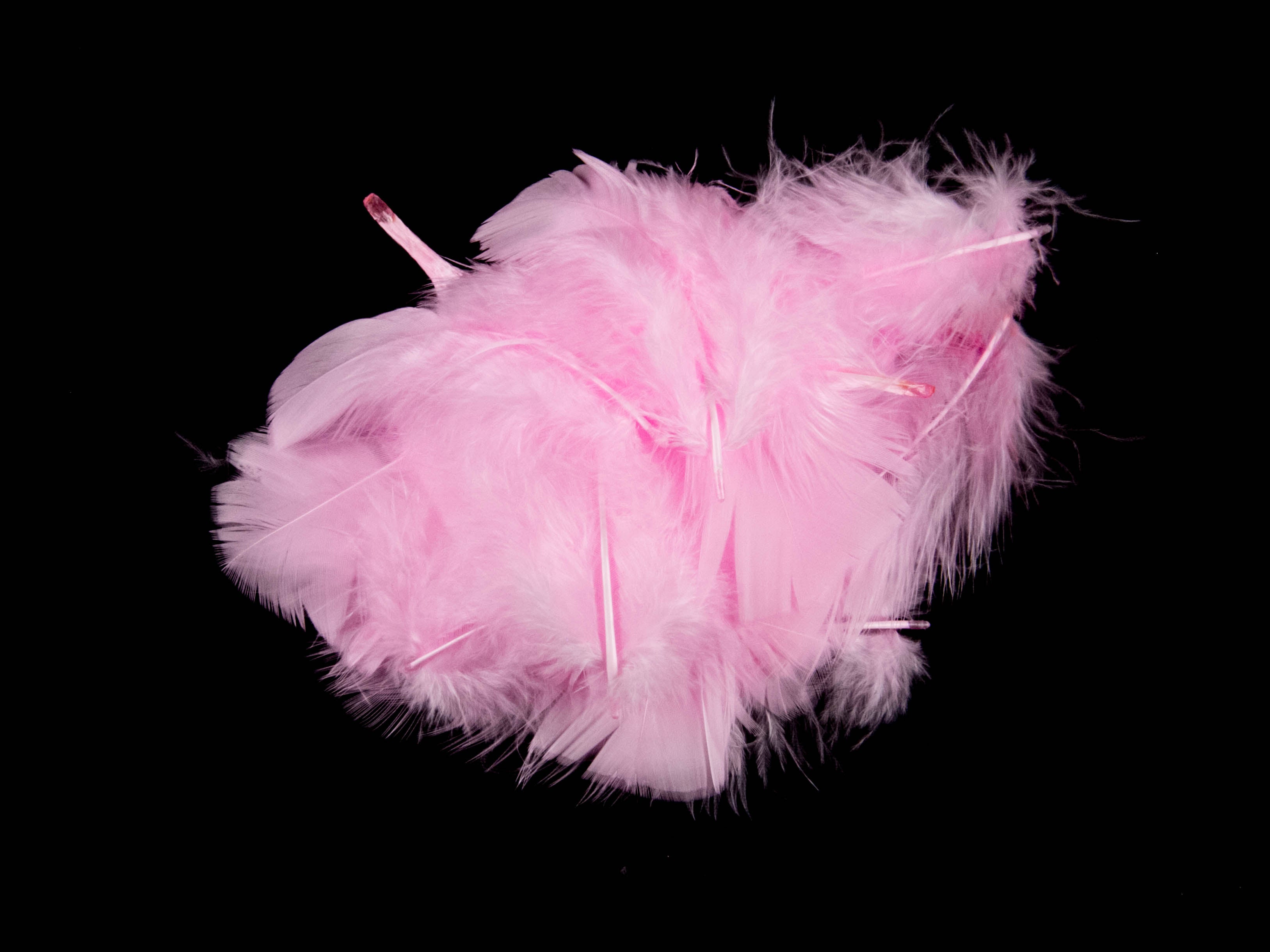 Bulk Turkey Coquille Feathers