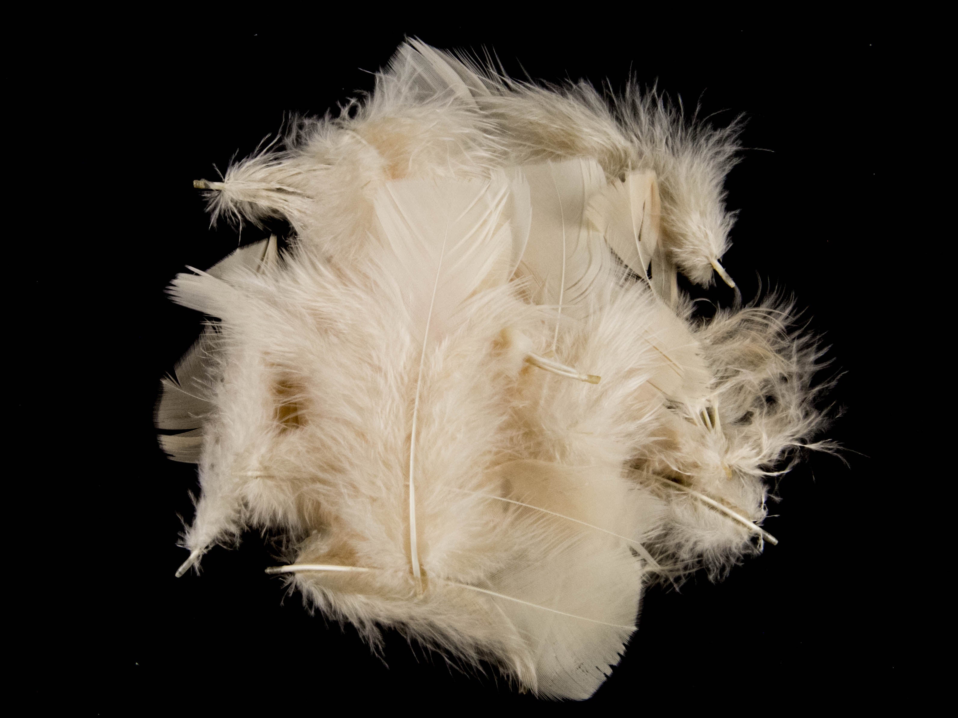 Bulk Turkey Coquille Feathers