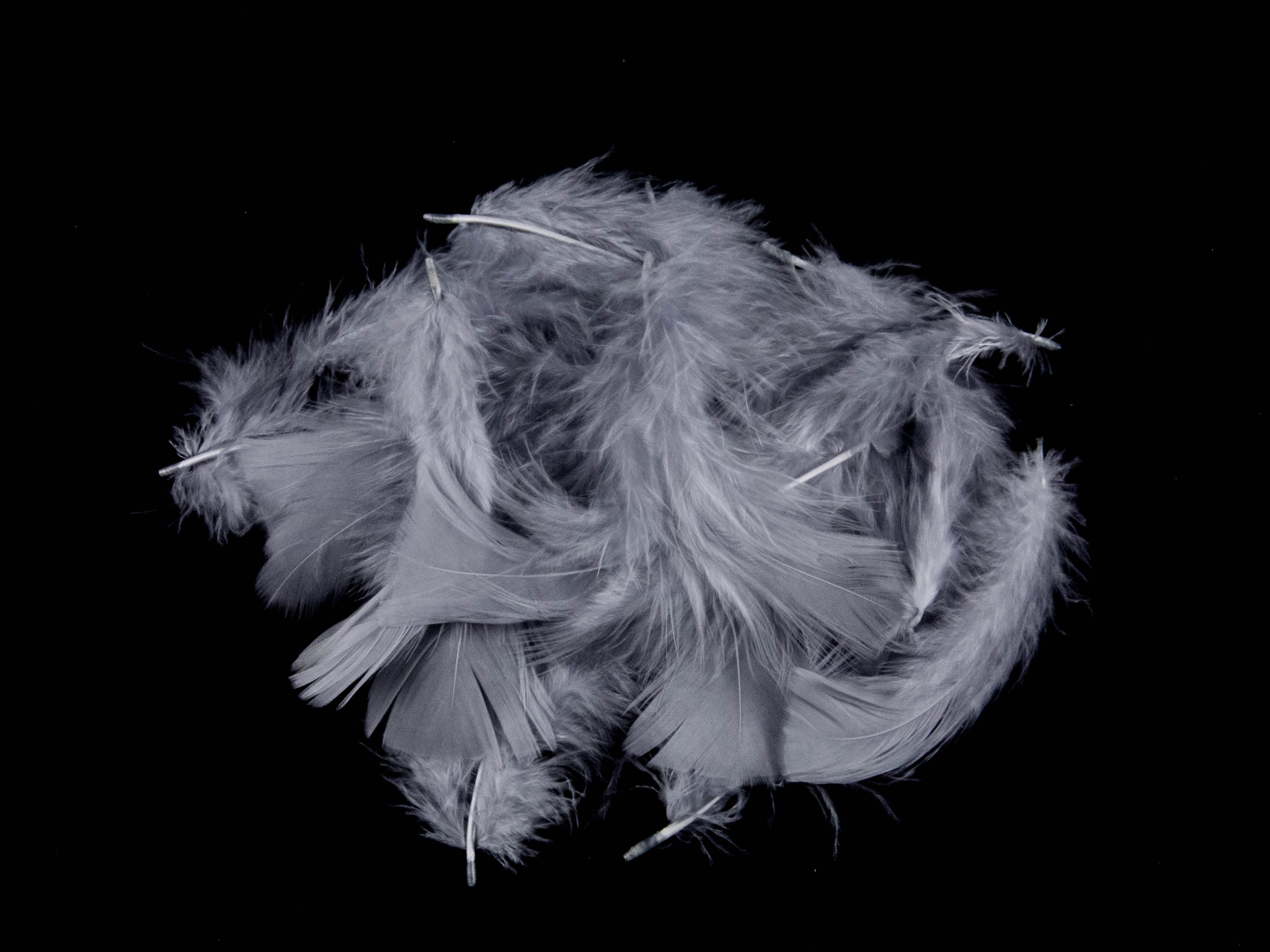 Bulk Turkey Coquille Feathers