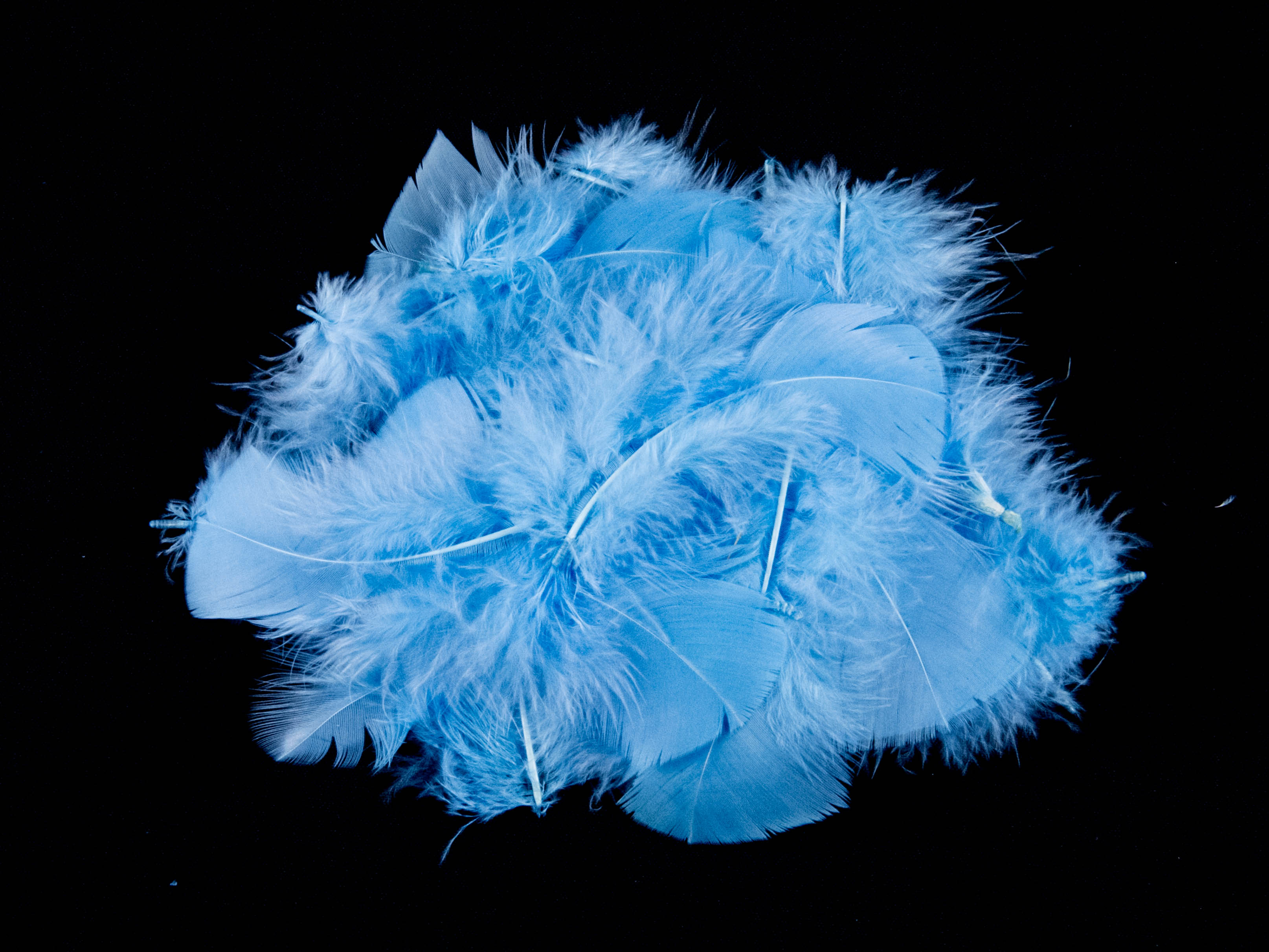 Turkey Coquille Feather Fringe