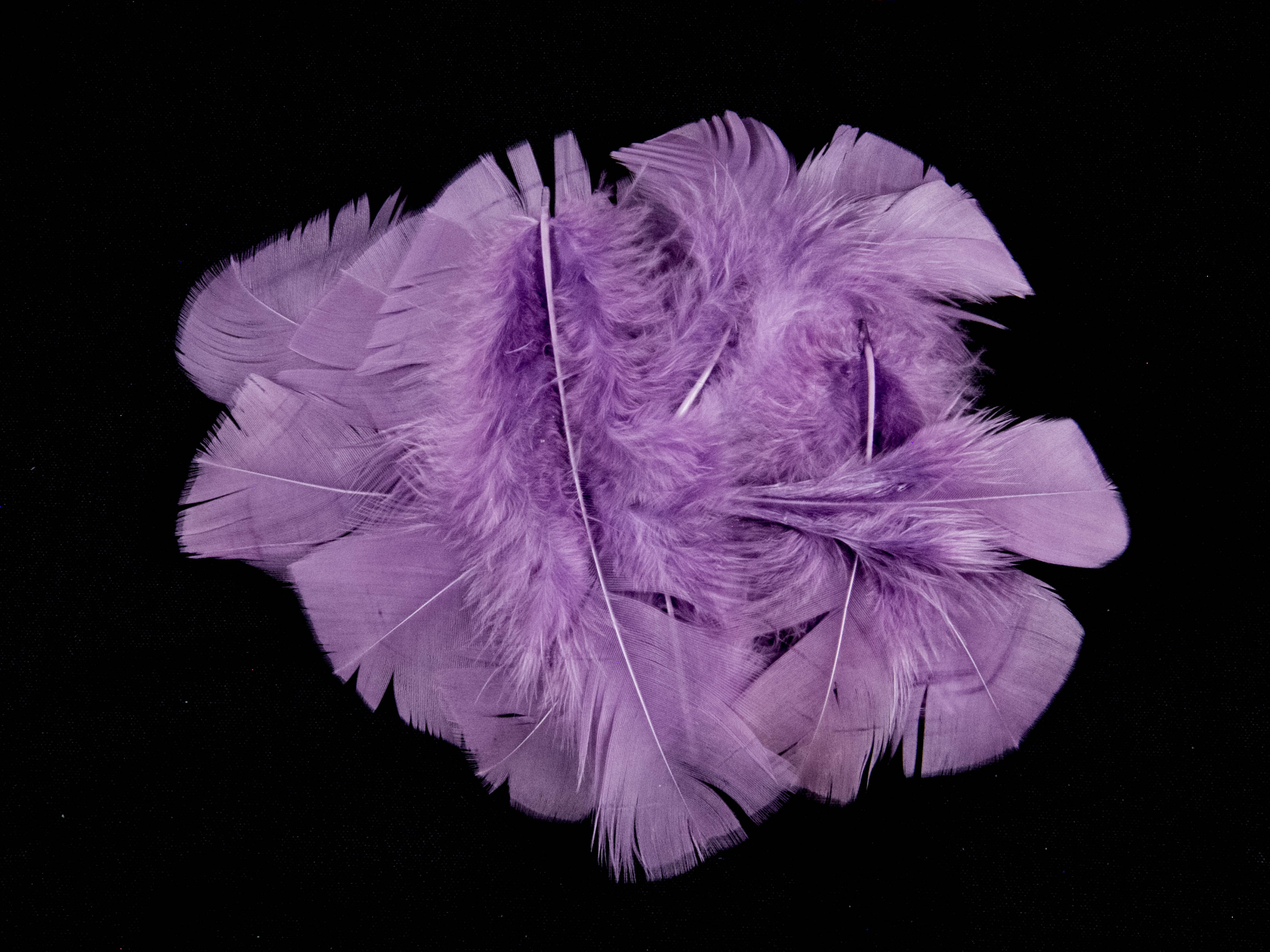 Bulk Turkey Coquille Feathers