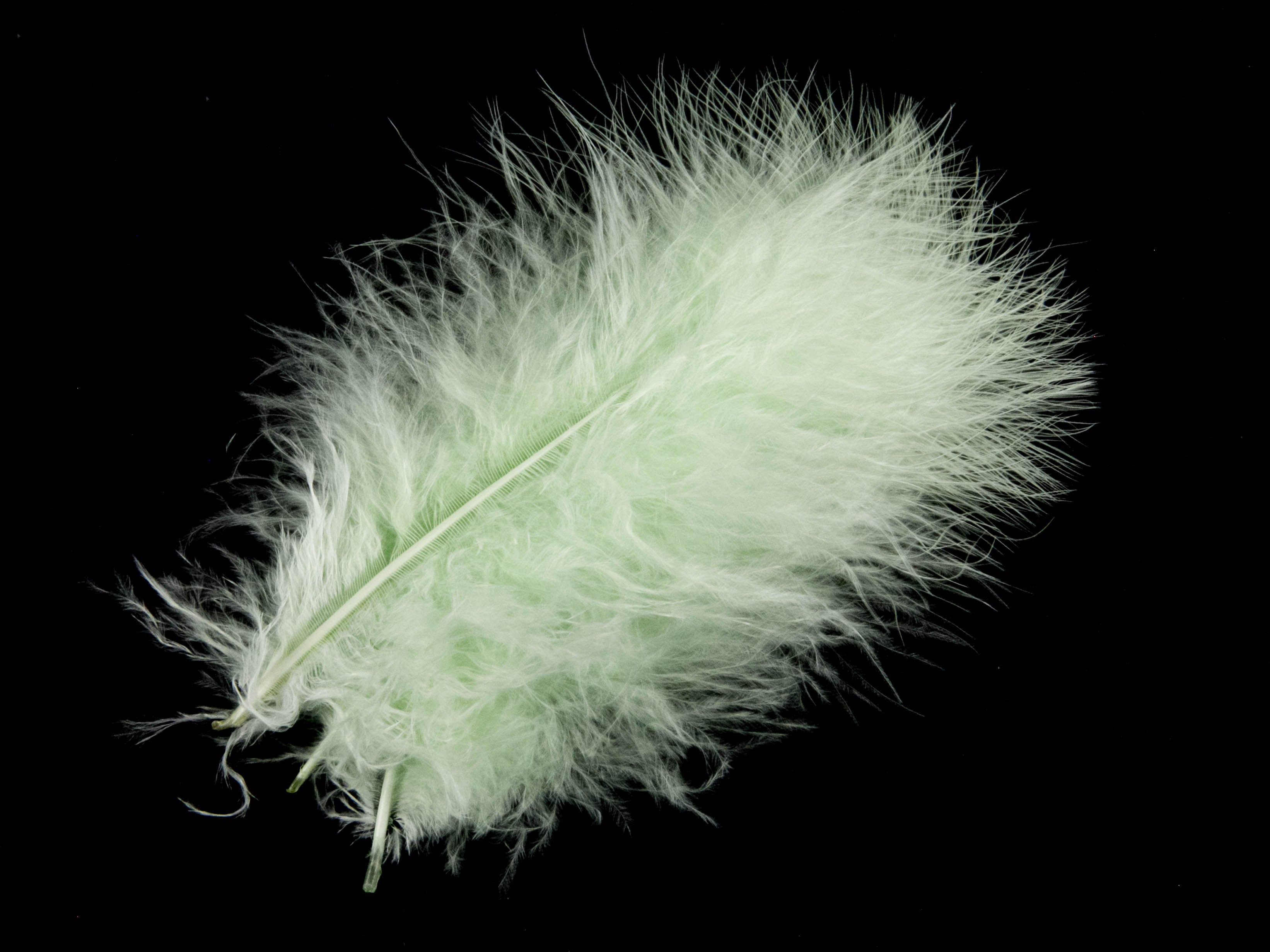 Bulk Turkey Marabout Feathers