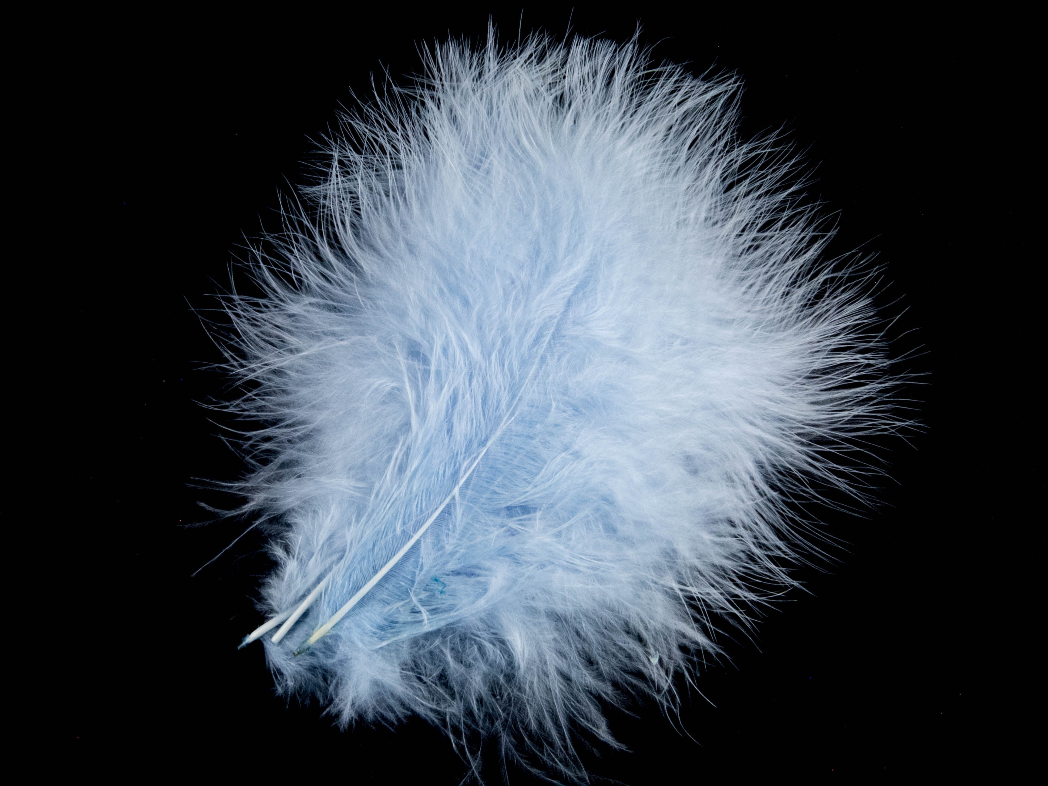 Bulk Turkey Marabout Feathers