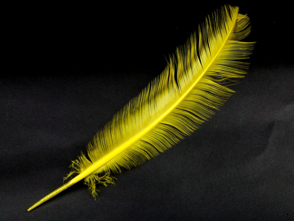 Burnt Turkey Quill Feather (Pack of 5)