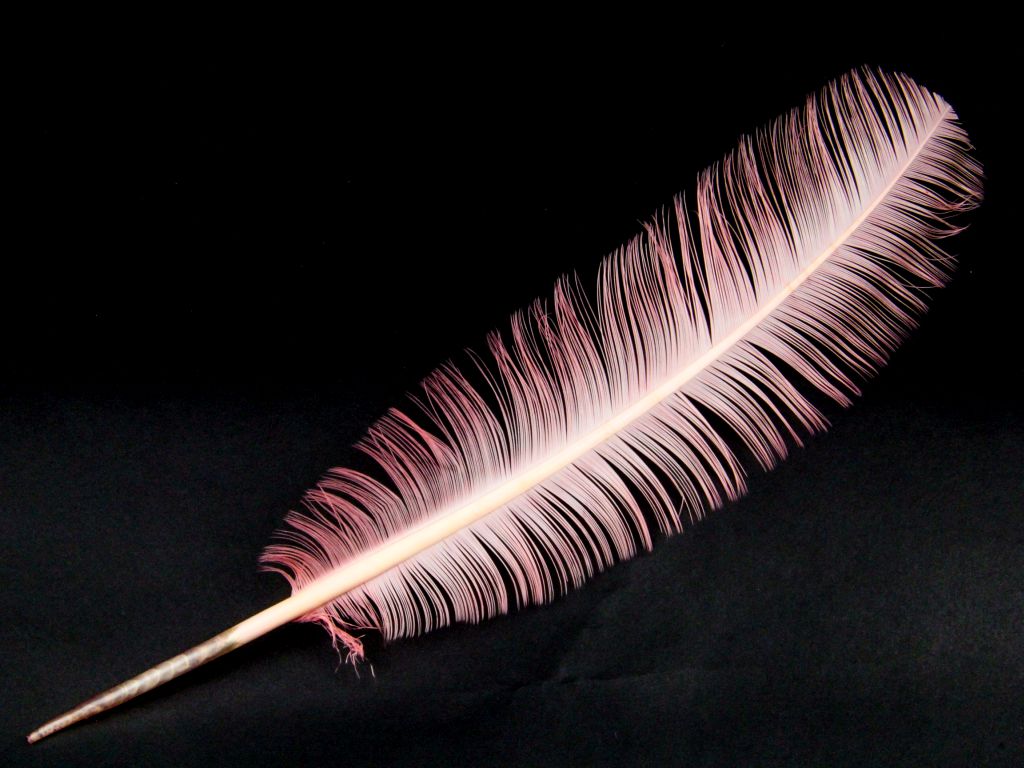 Burnt Turkey Quill Feather (Pack of 5)