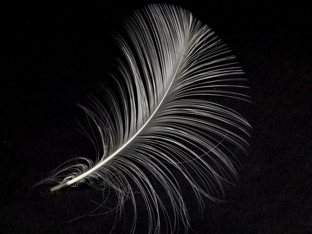 Burnt Goose Nagoire Feather (Pack of 10)